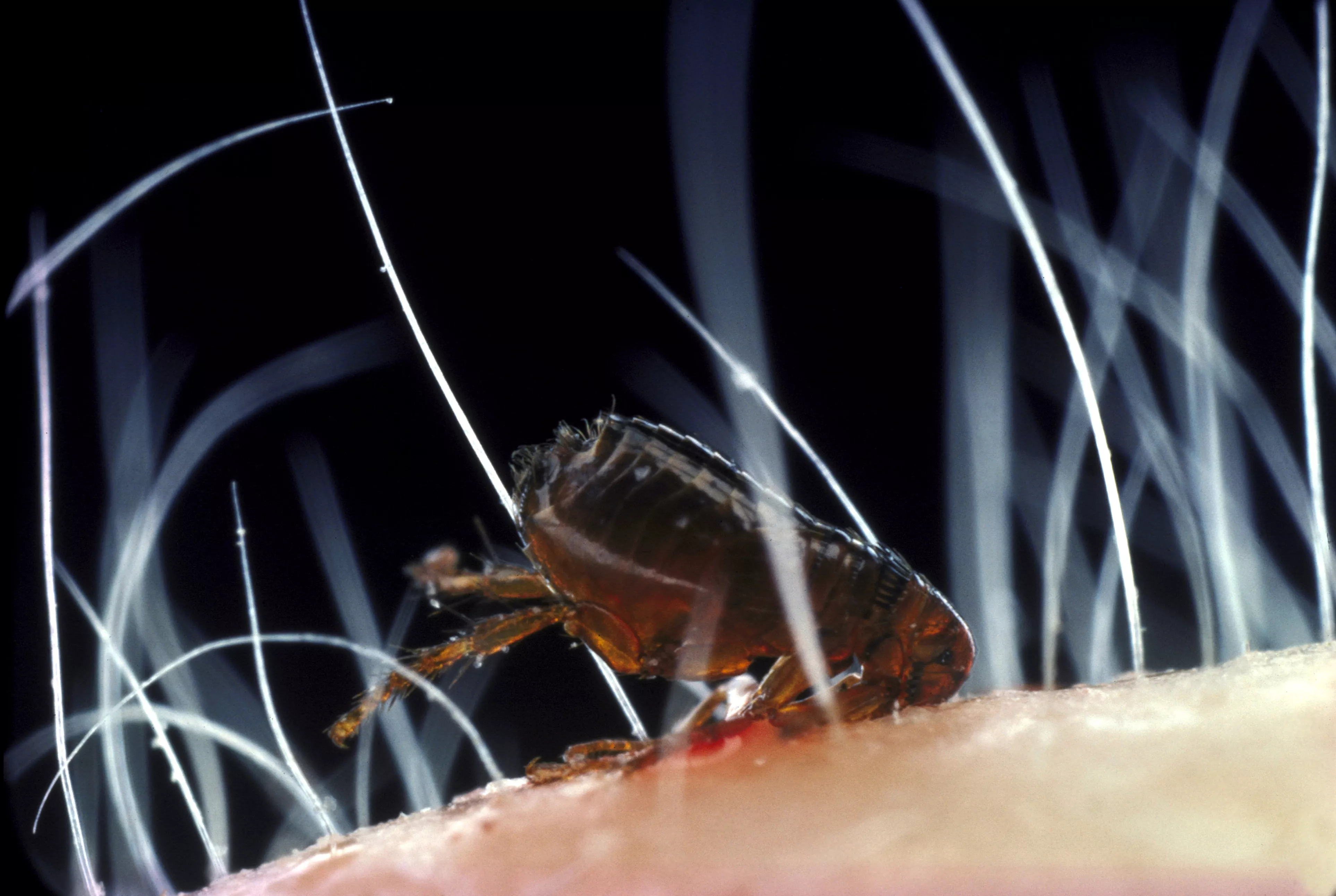 rabbit flea spillopsyllus cuniculi major vector of myxomatosis in uk. feeding on rabbit ear