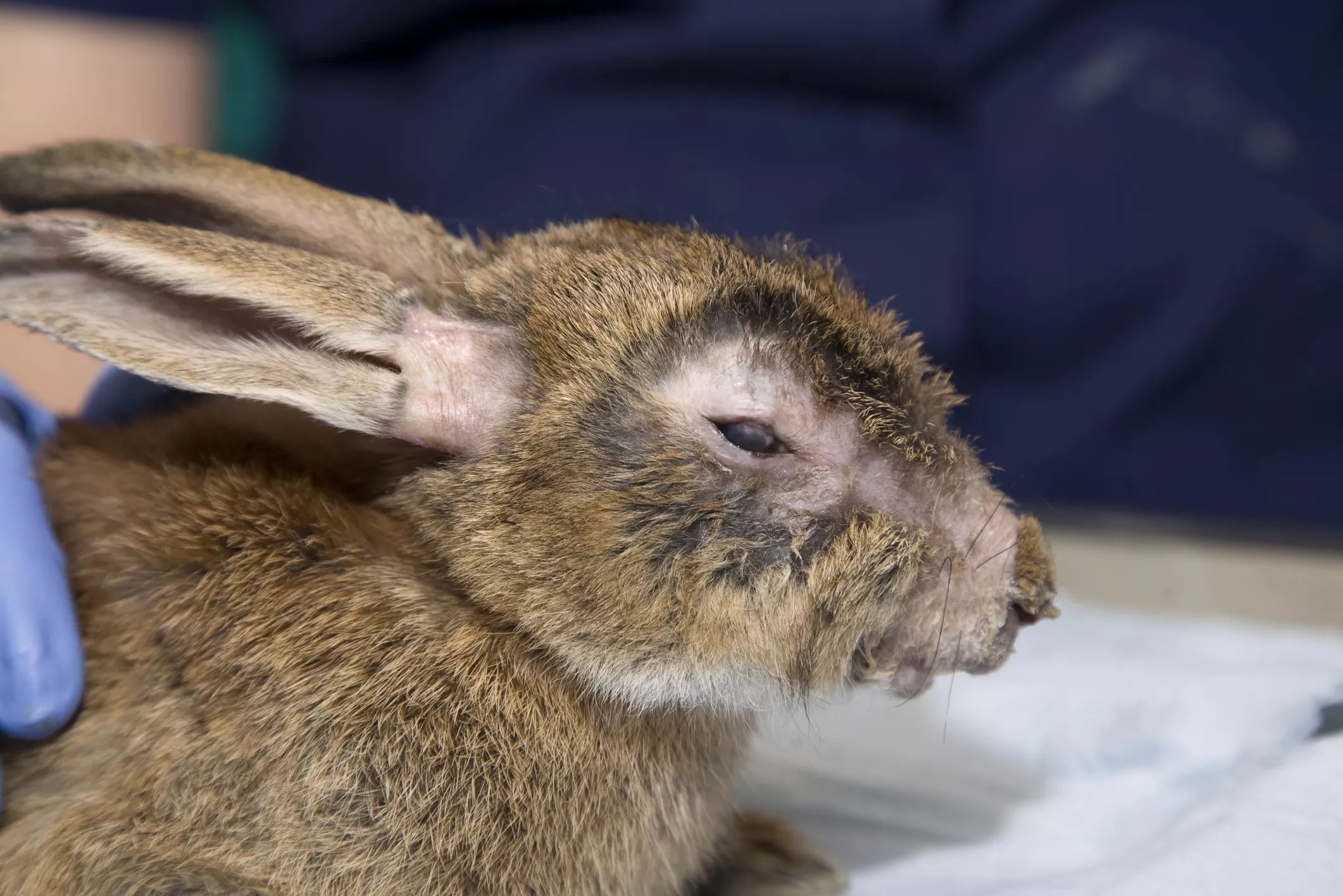 Myxomatosis in Rabbits — care guide