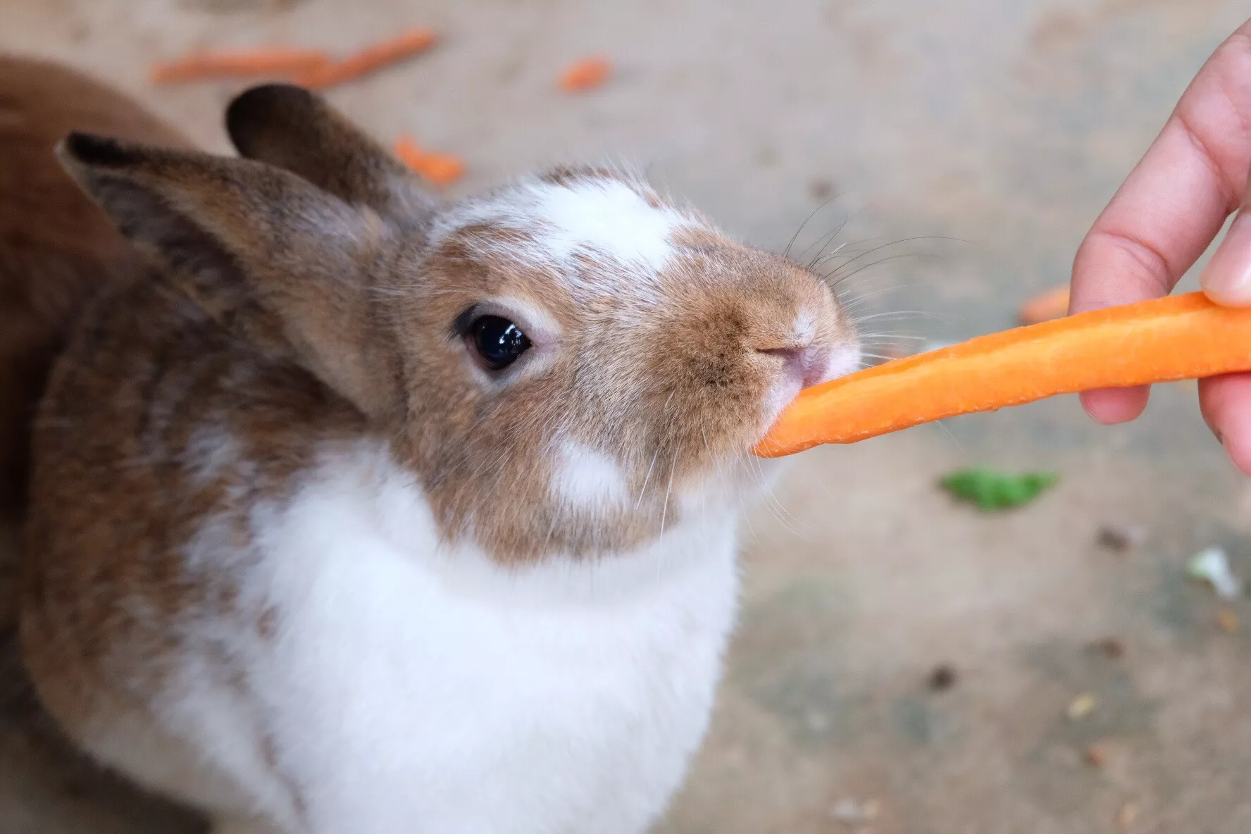 Rabbit eating a carrot