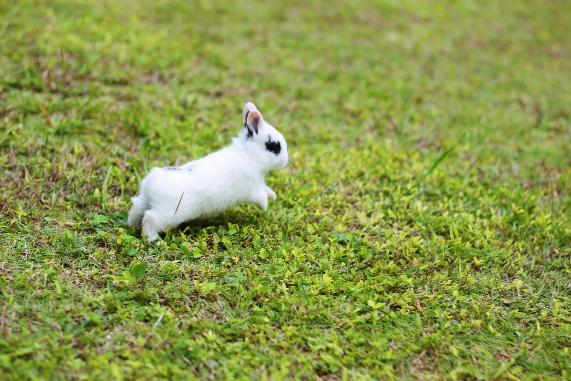 Rabbit binkying
