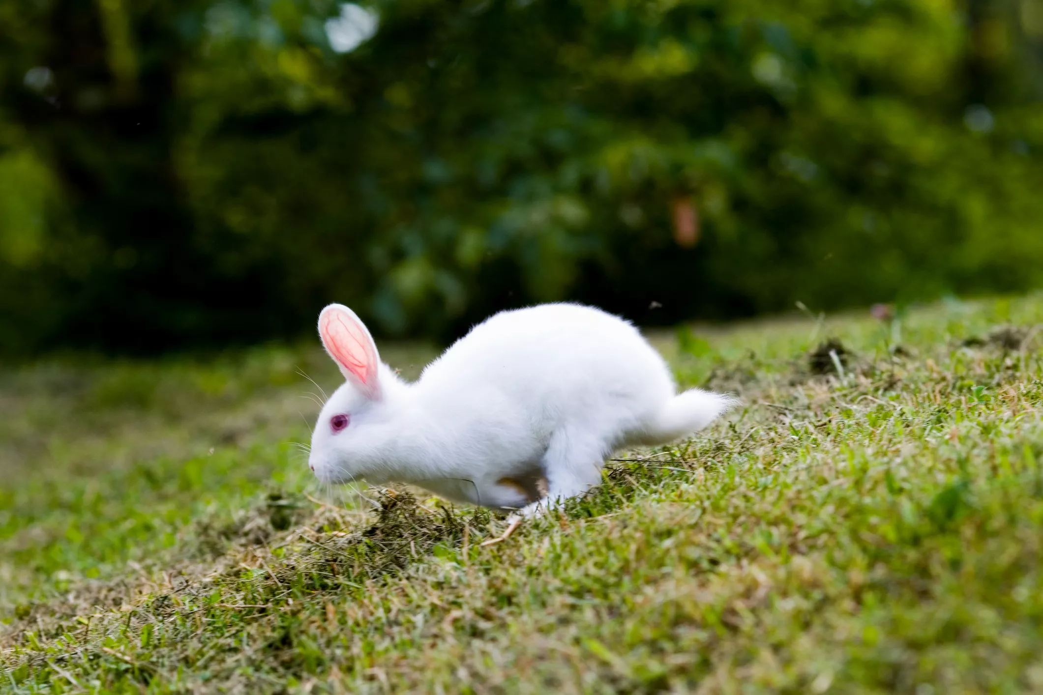 american white rabbit -