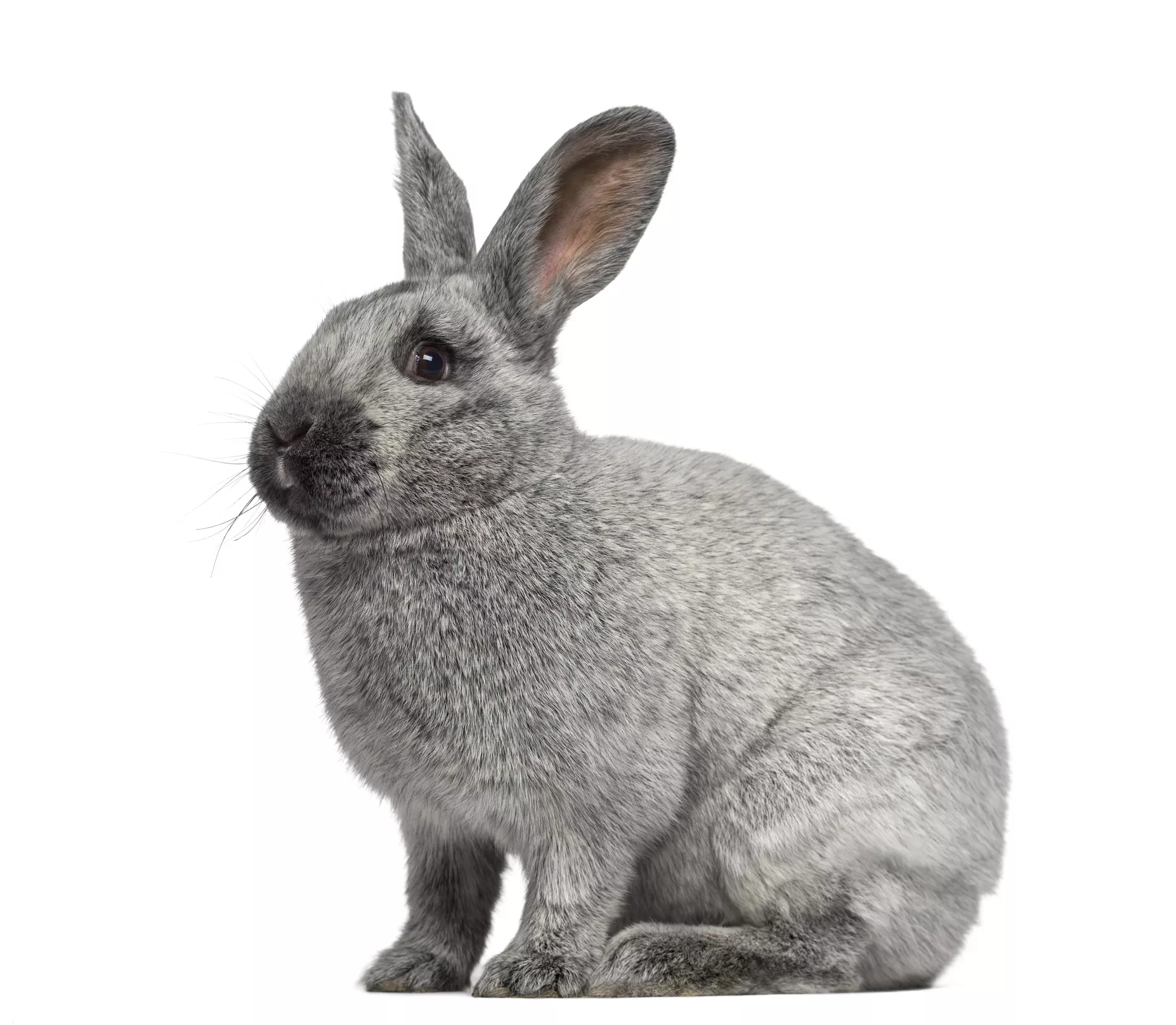 Argente rabbit