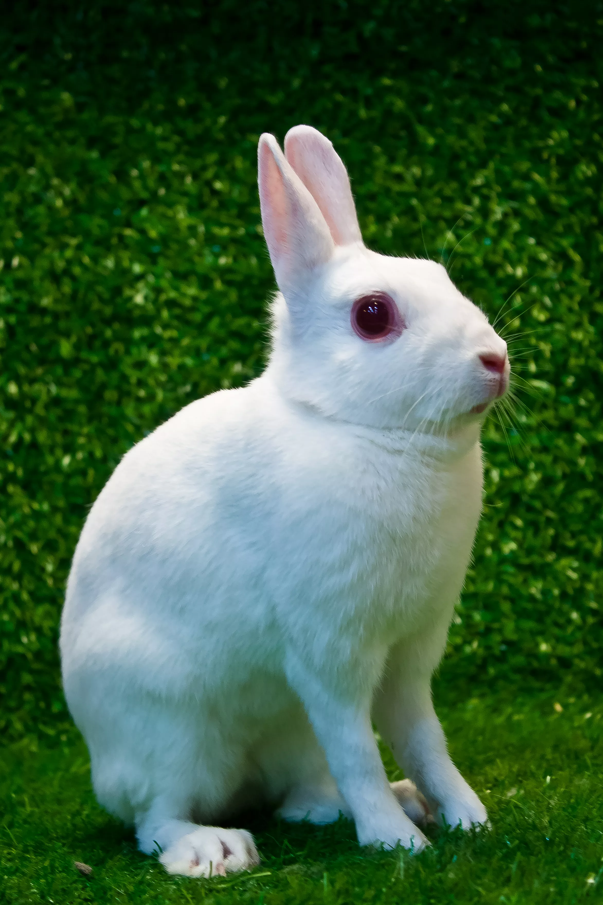 brittania petite rabbit