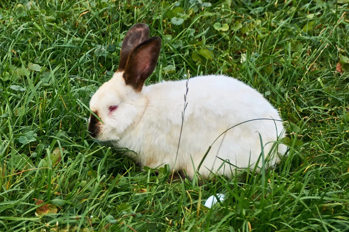 Californian rabbit