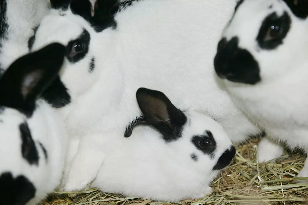 Checkered Giant rabbit