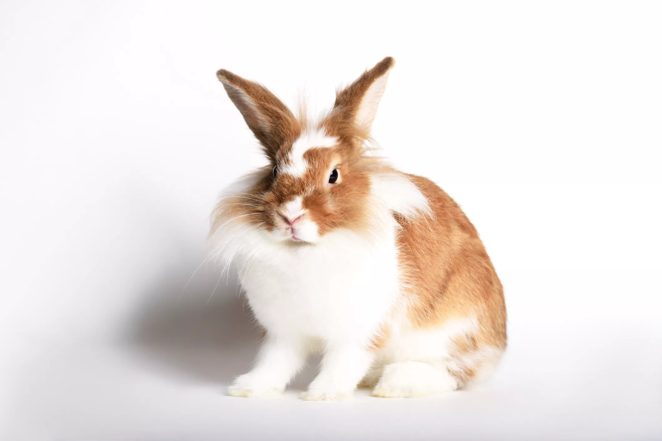continental rabbit