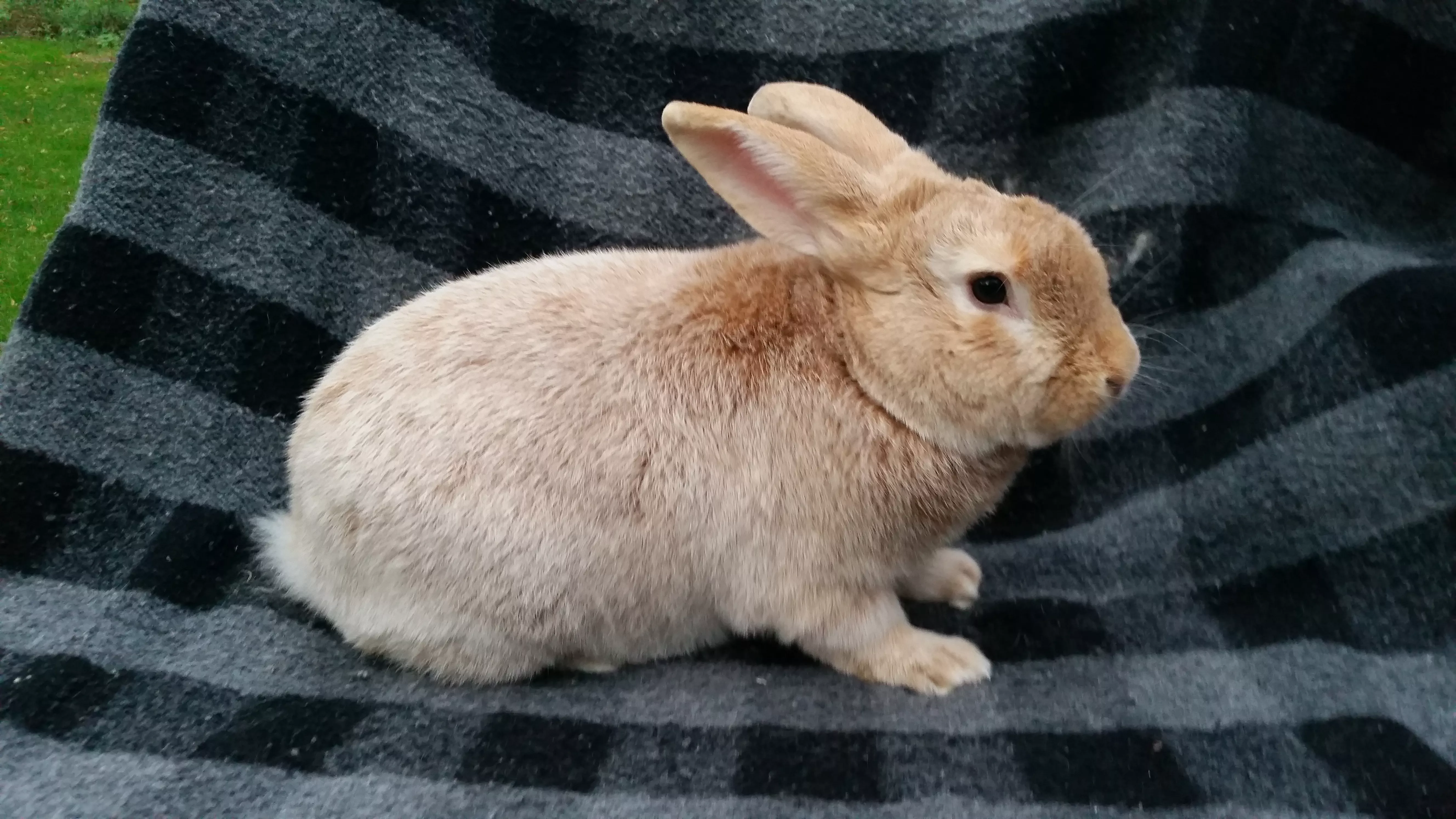 Creme d'Argent rabbit on blanket