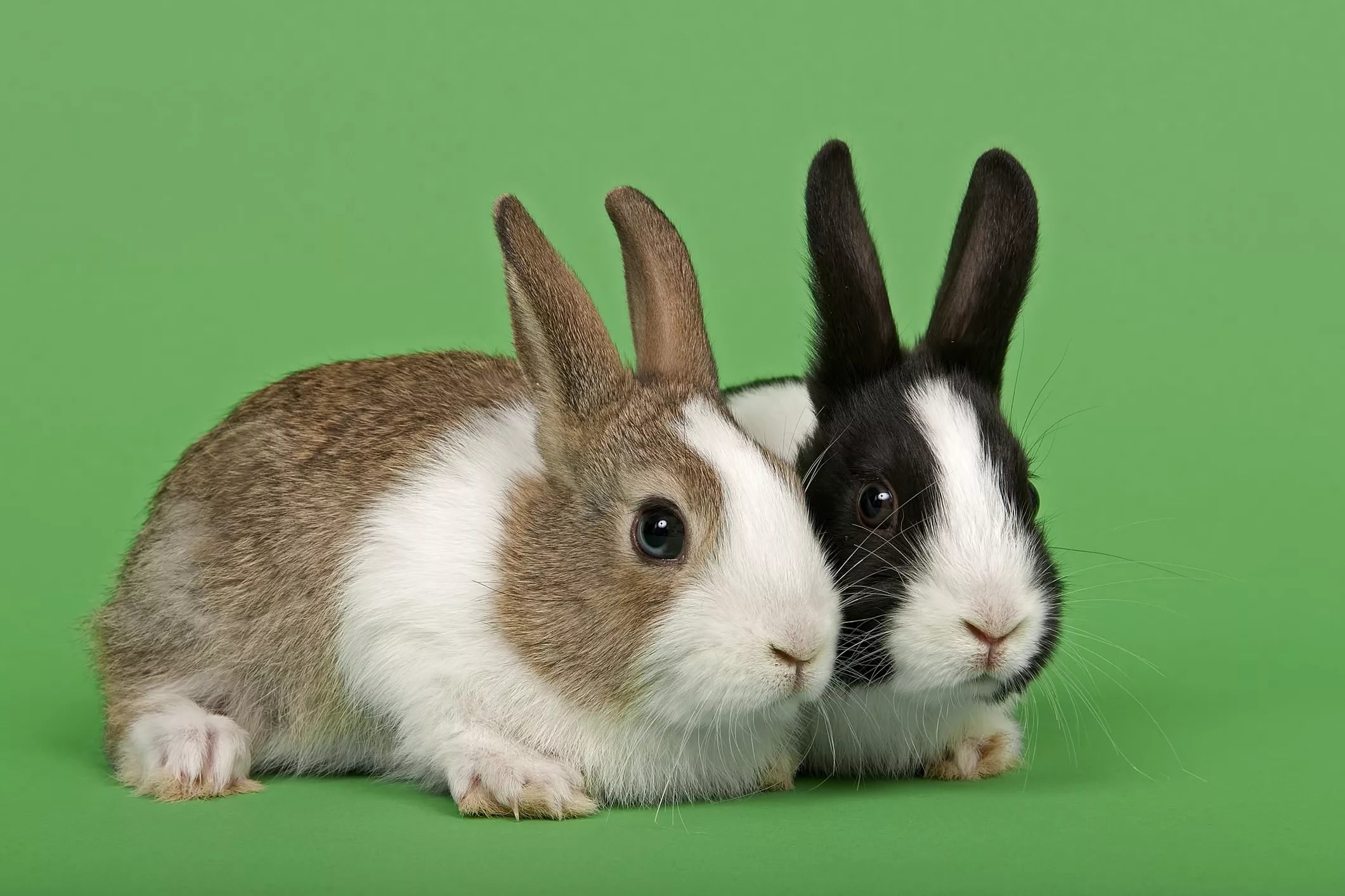 Dutch rabbits