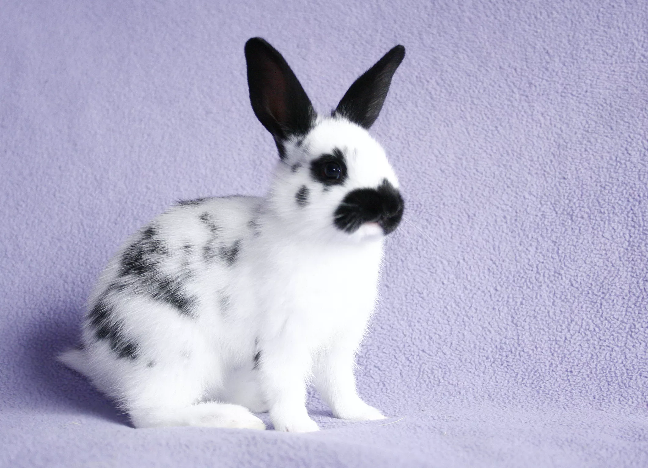 English Spot rabbit