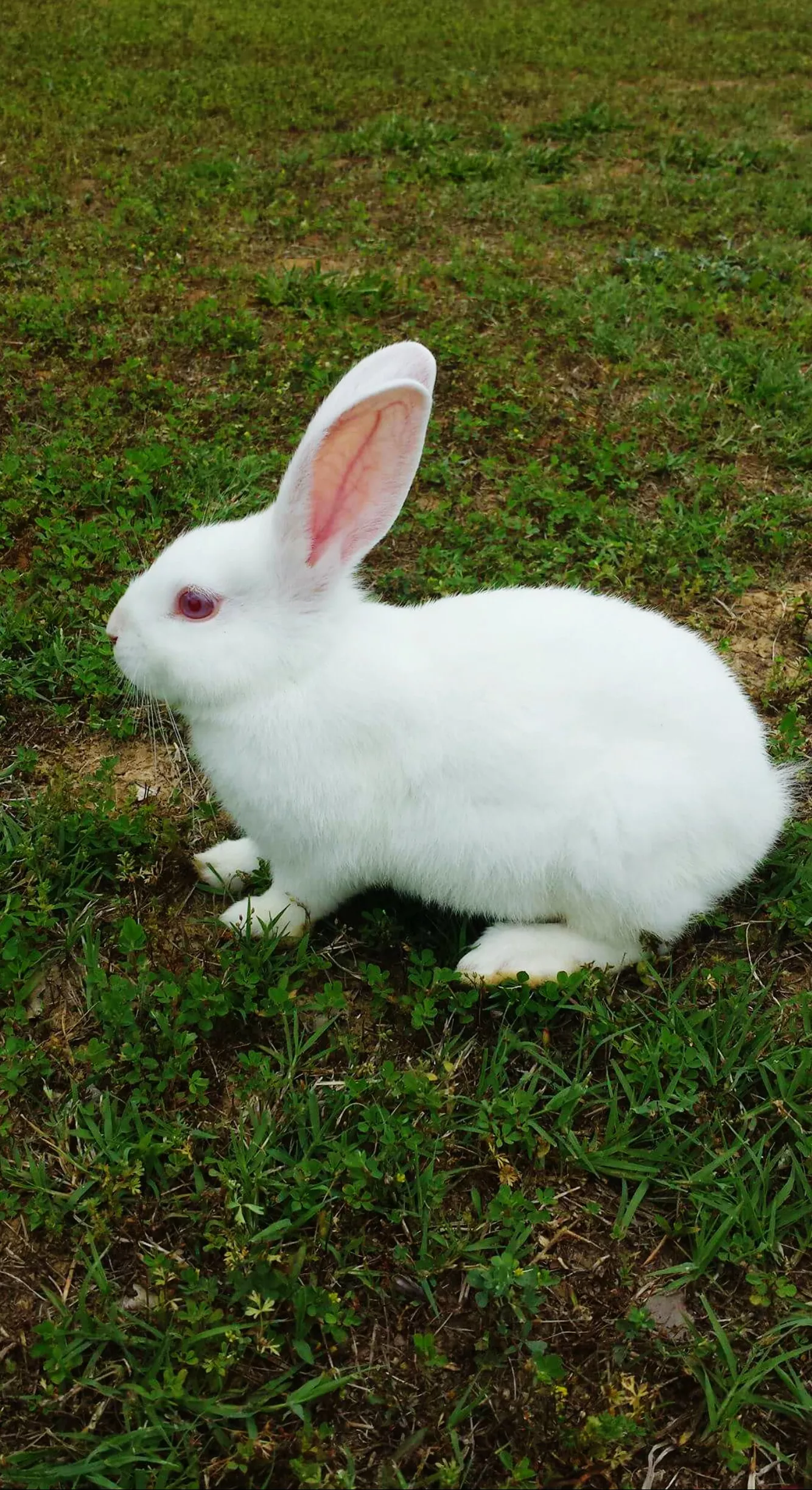 florida white rabbit