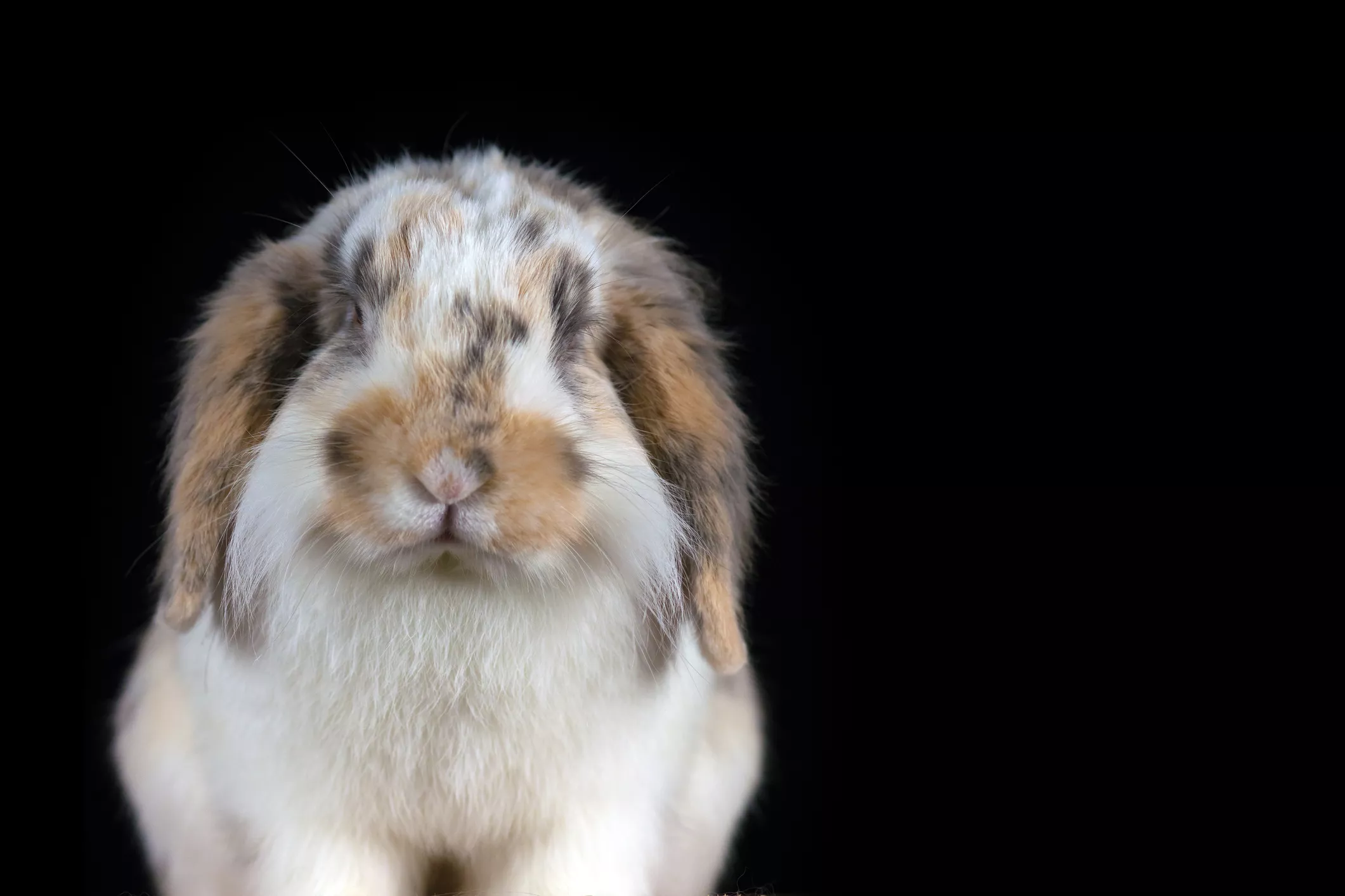 French Lop rabbit