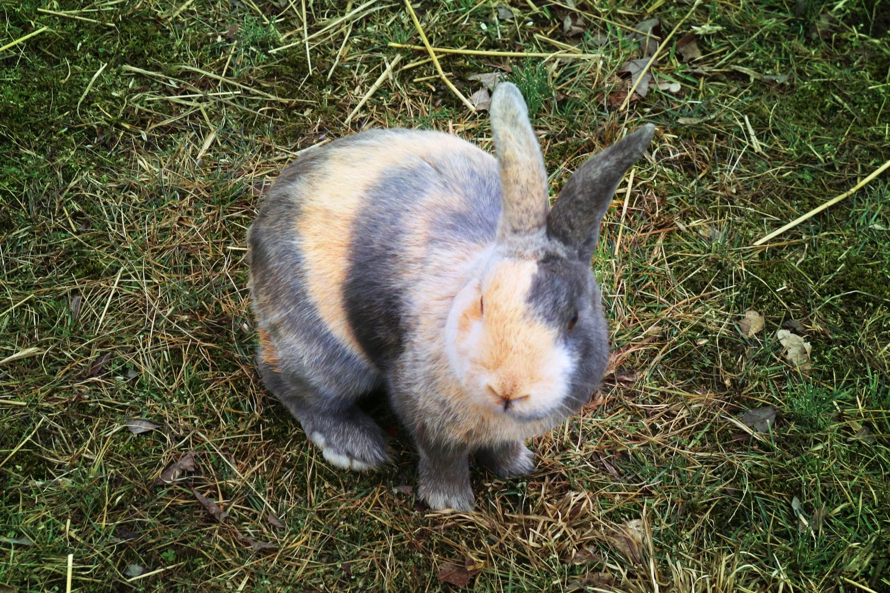Harlequin rabbit