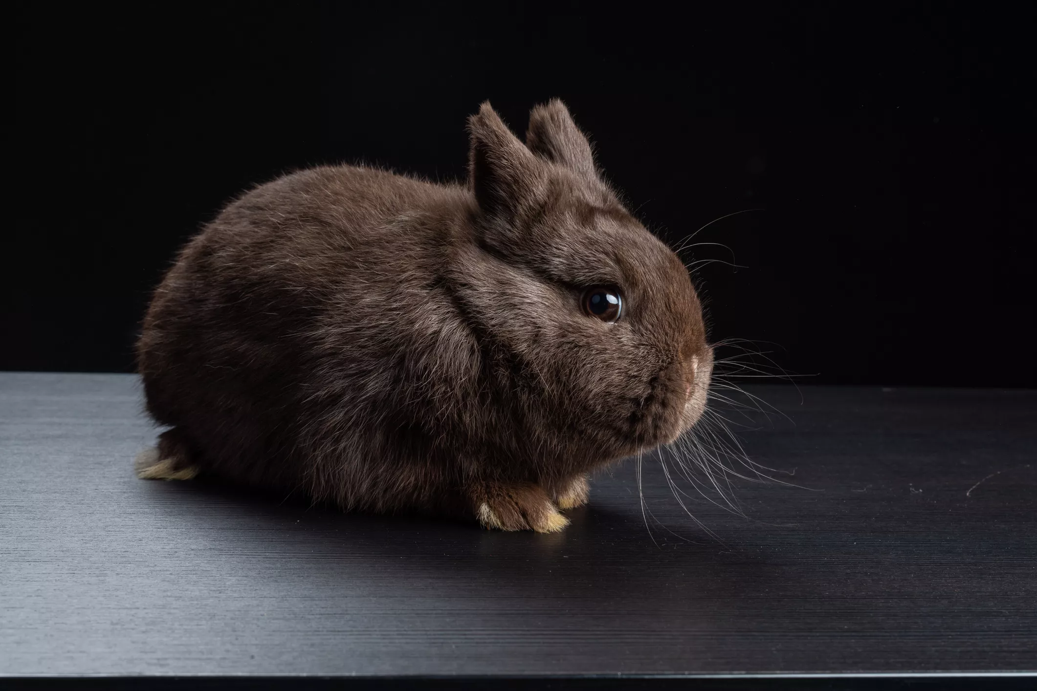 chocolate havana rabbit