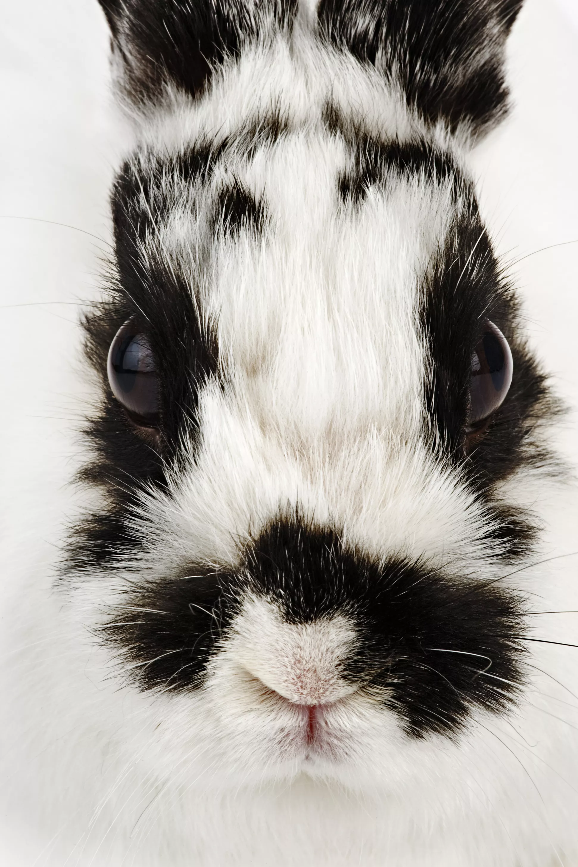 jersey wooly rabbit