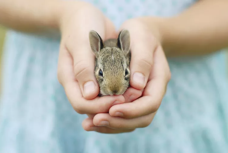 A girl's hands holding a baby bunny