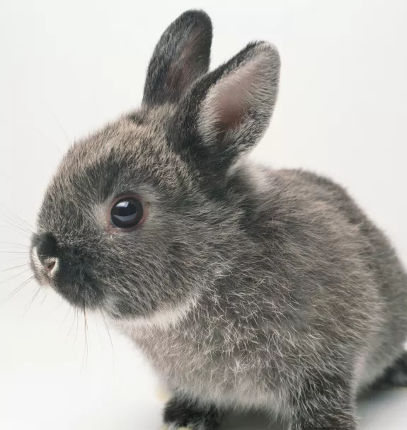 A young grey bunny
