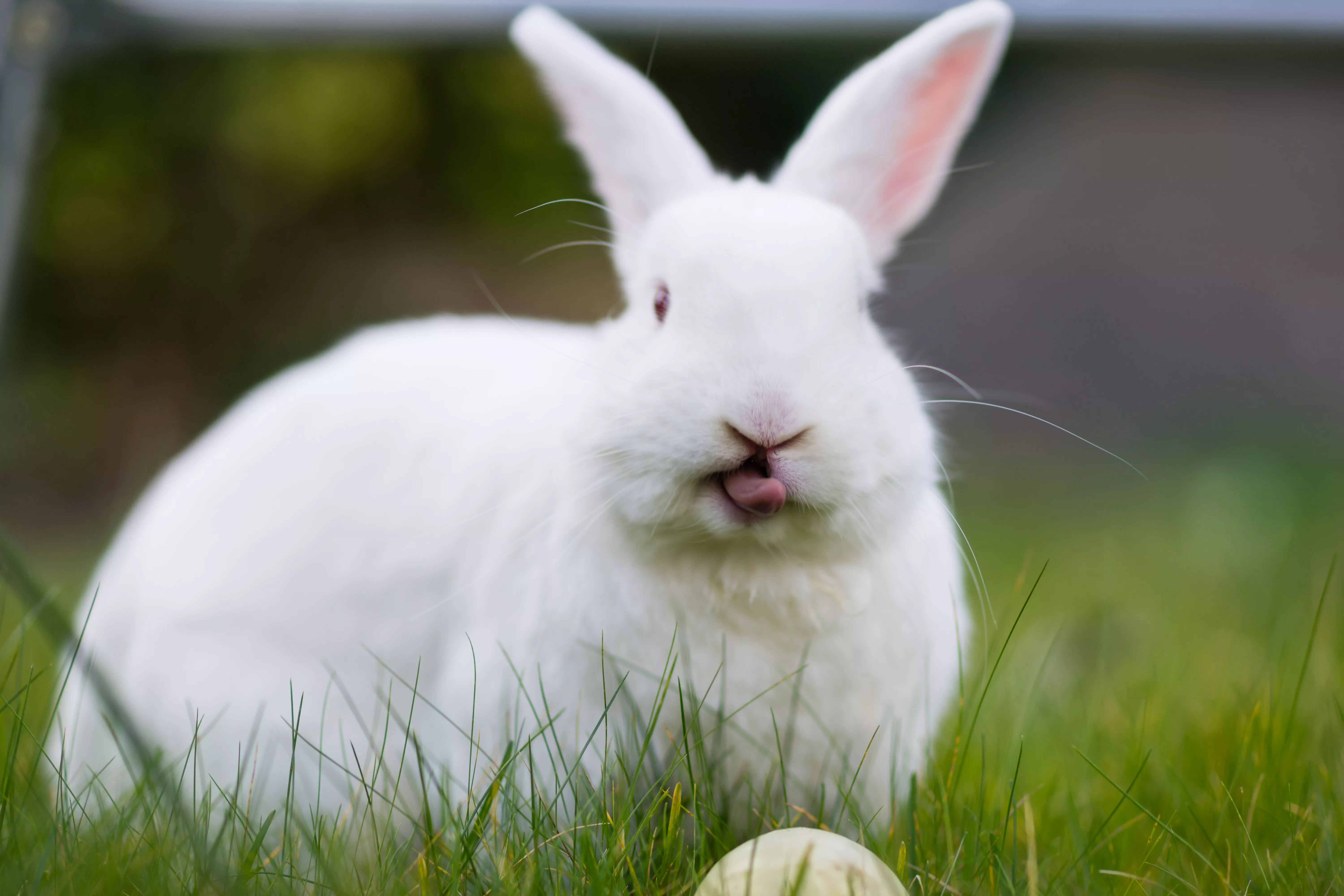 Rabbit sticking it's tongue out
