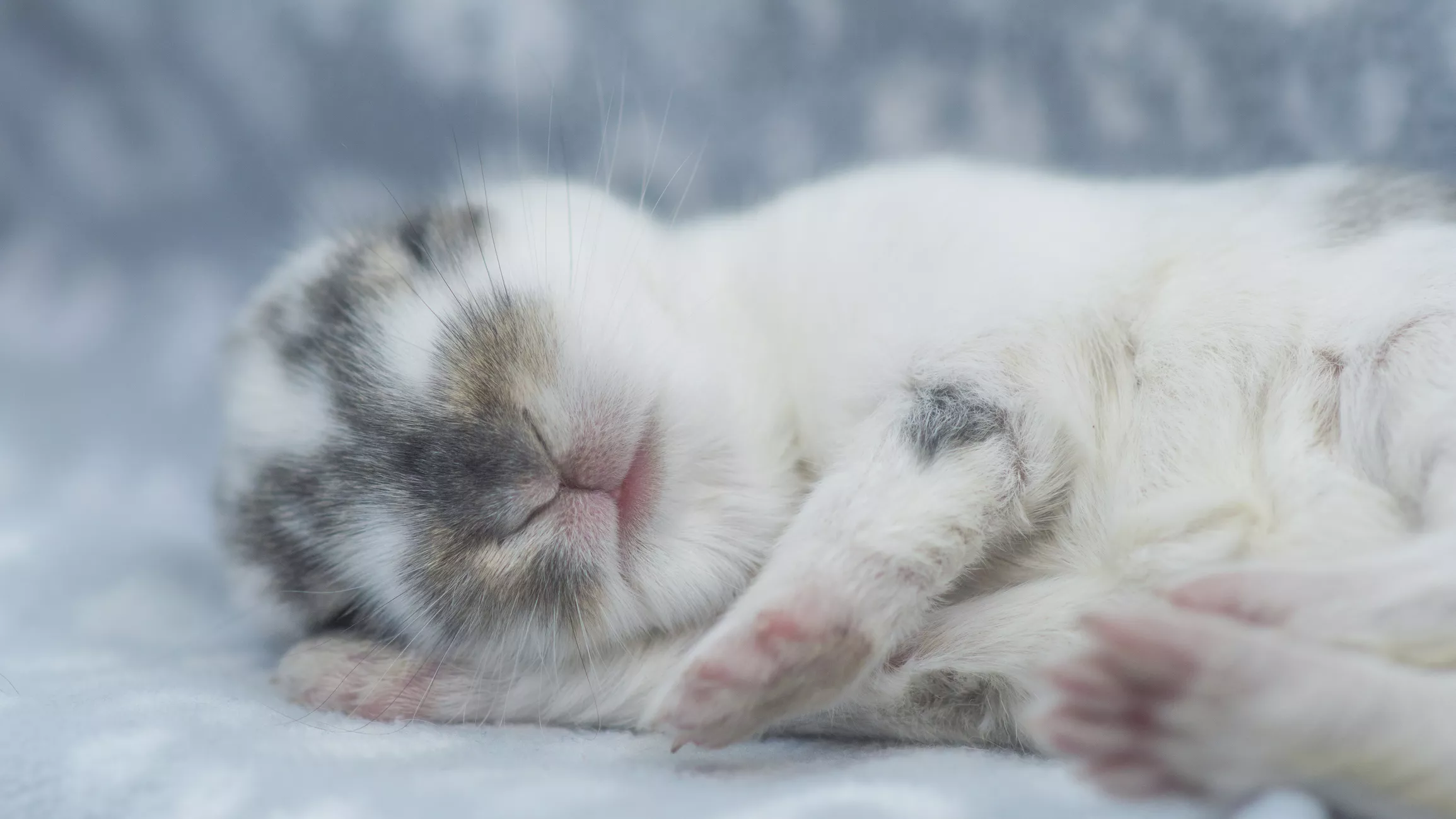 Little rabbit sleeping in his bed