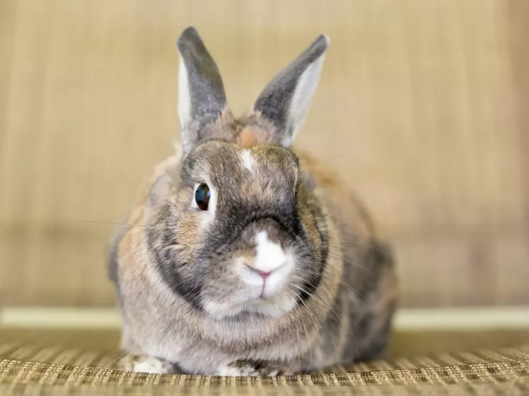 A rabbit with agouti fur