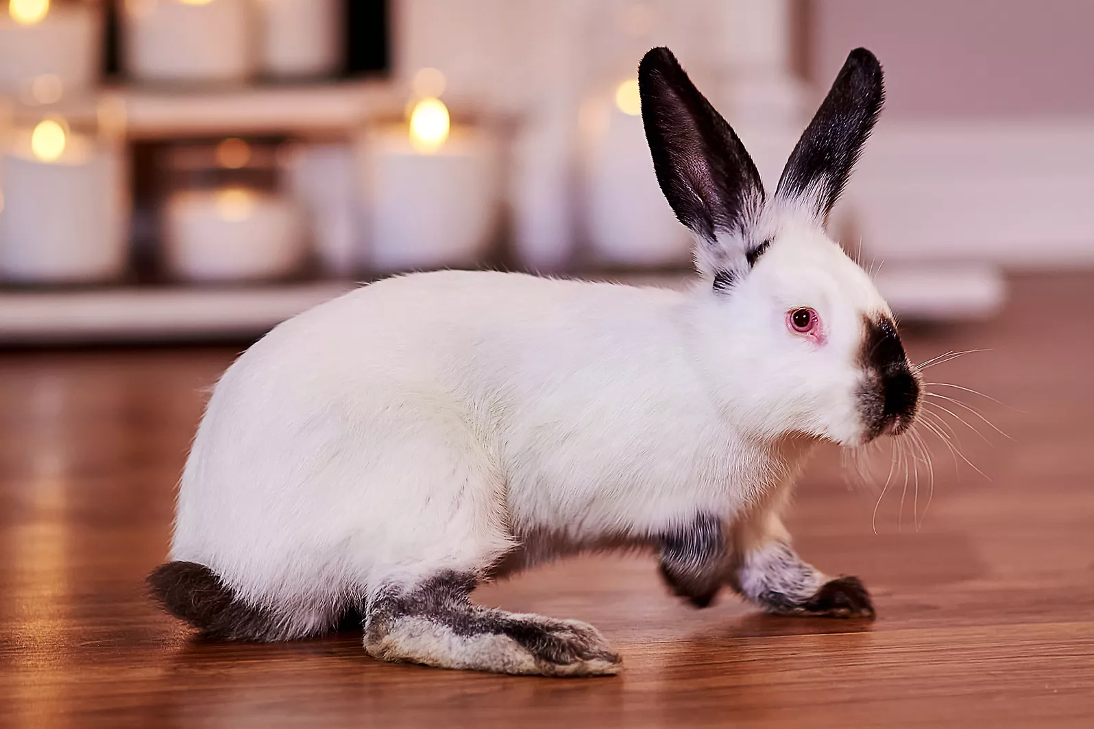 Californian color rabbit