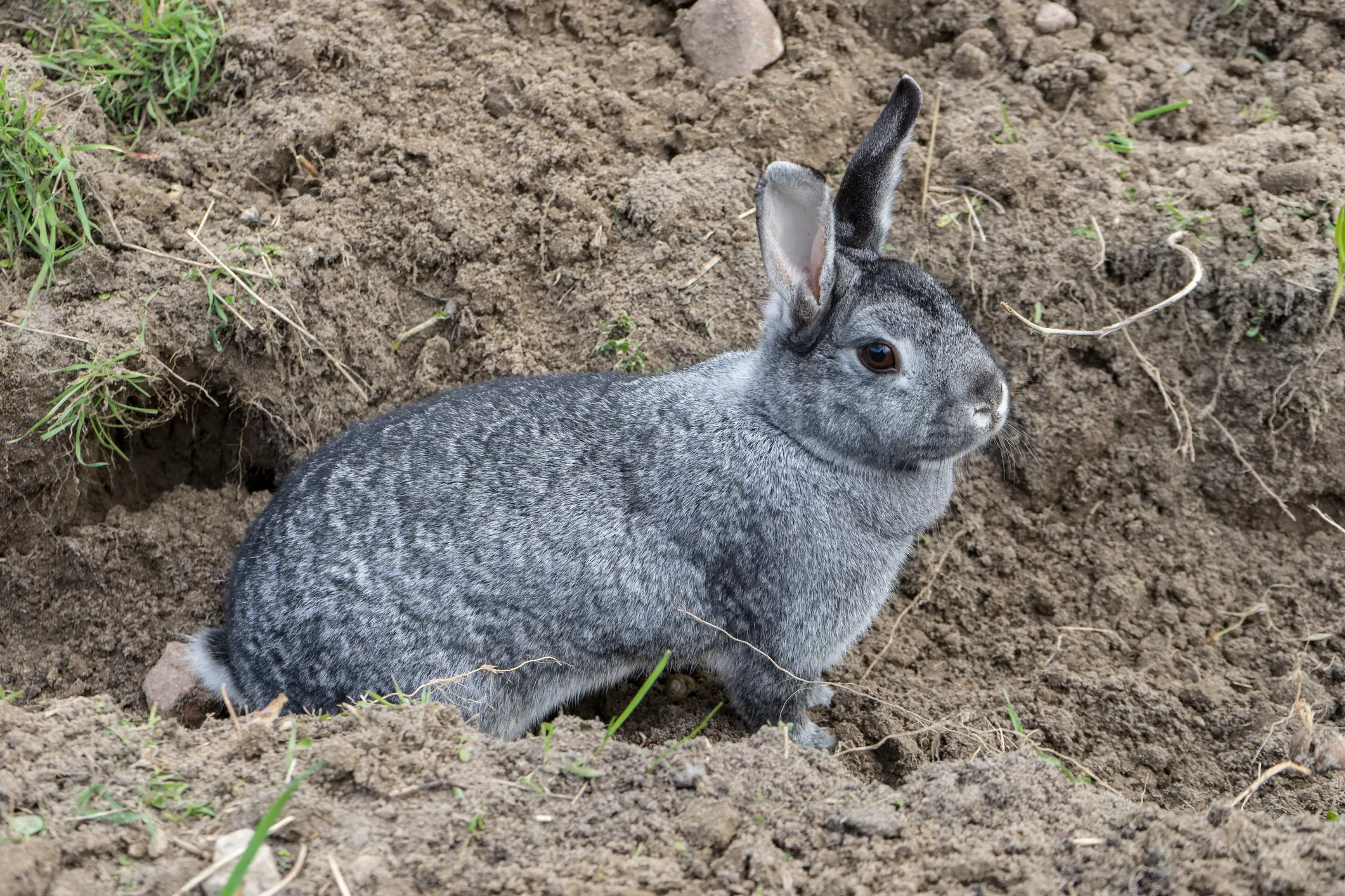 Rabbit with chinchilla fur coloring