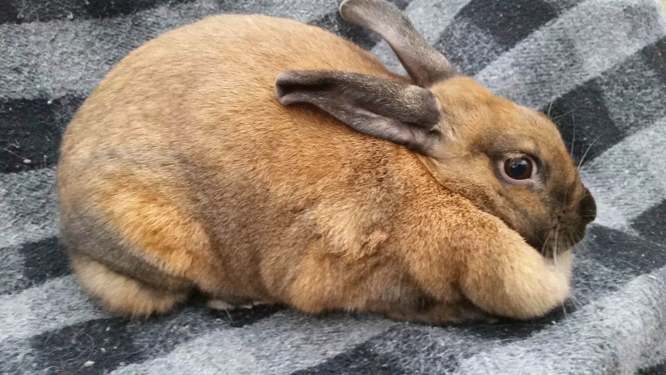 Cinnamon rabbit fur coloring