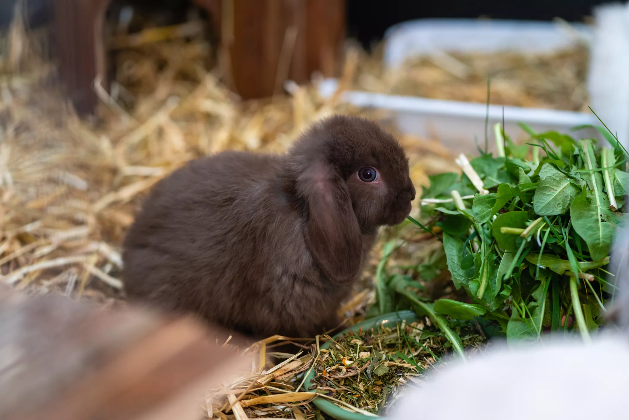 Rabbit with chocolate brown fur coloring