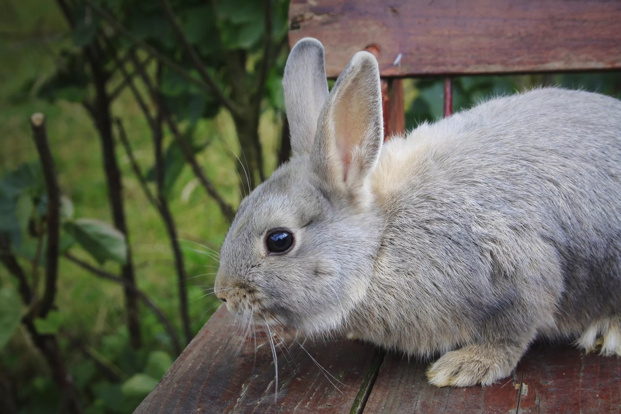 Rabbit with opal fur coloring