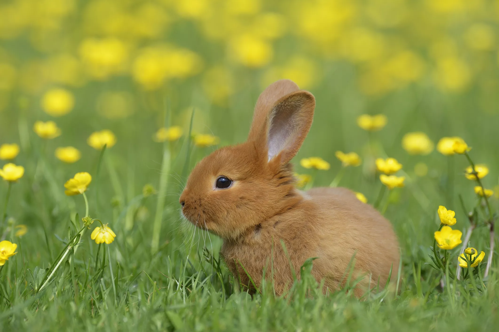 Baby rabbit with orange fur