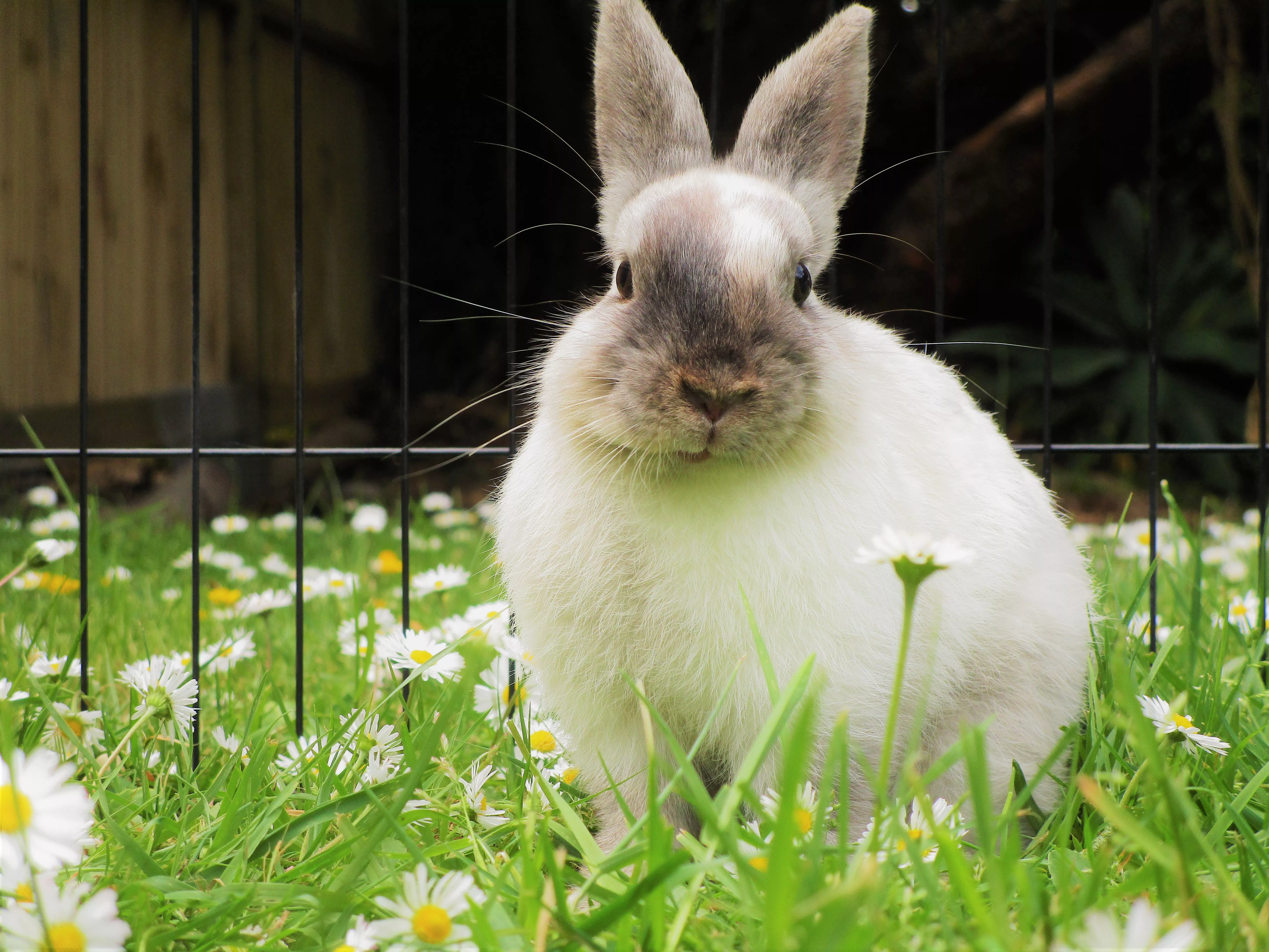 Pointed white rabbit fur coloring