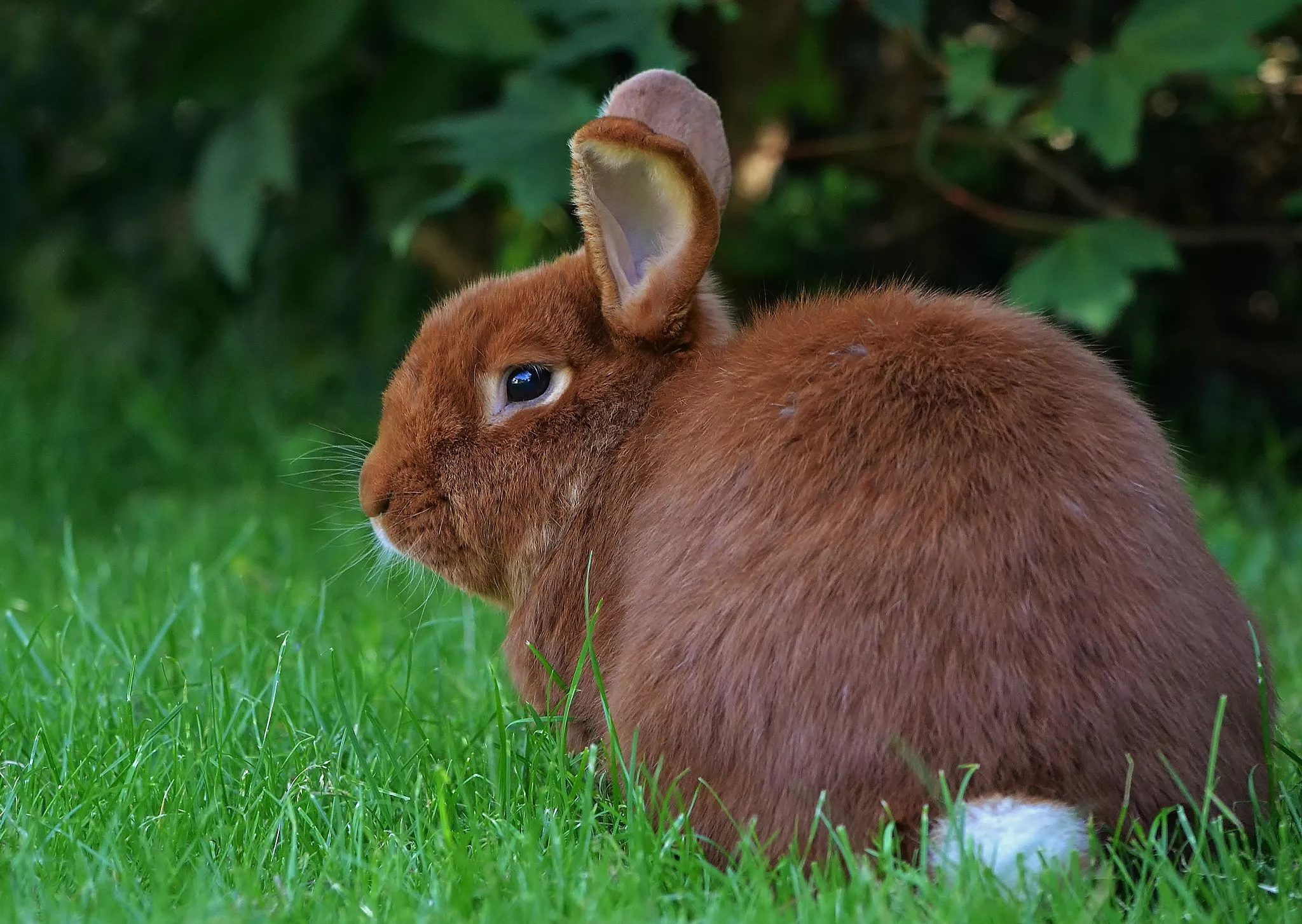Rabbit with red fur