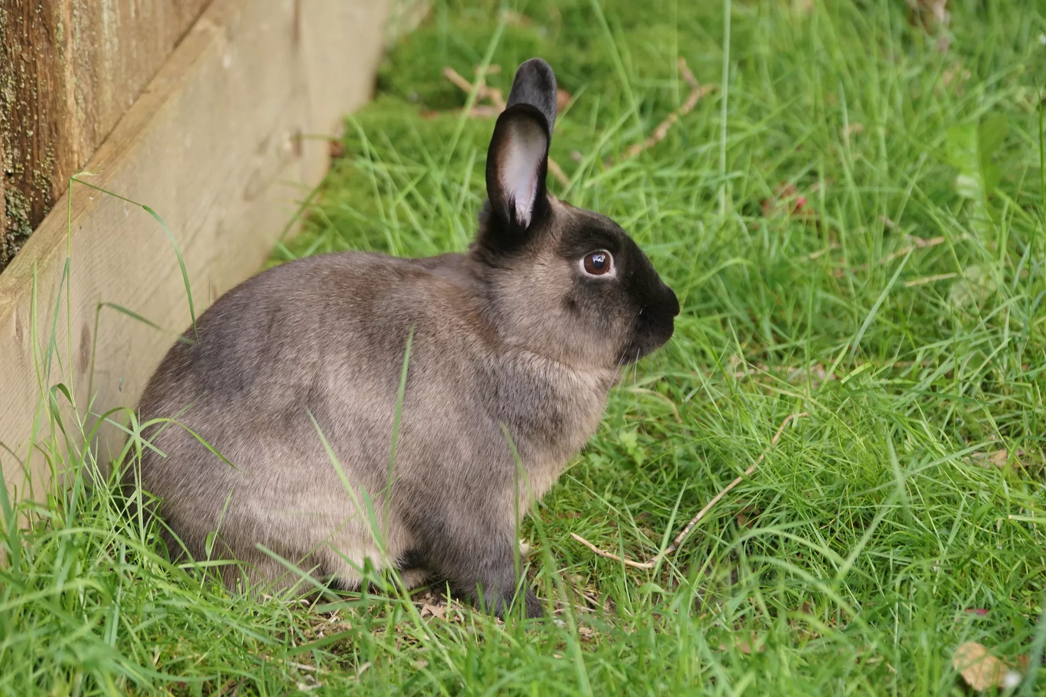 Rabbit with sable colored fur