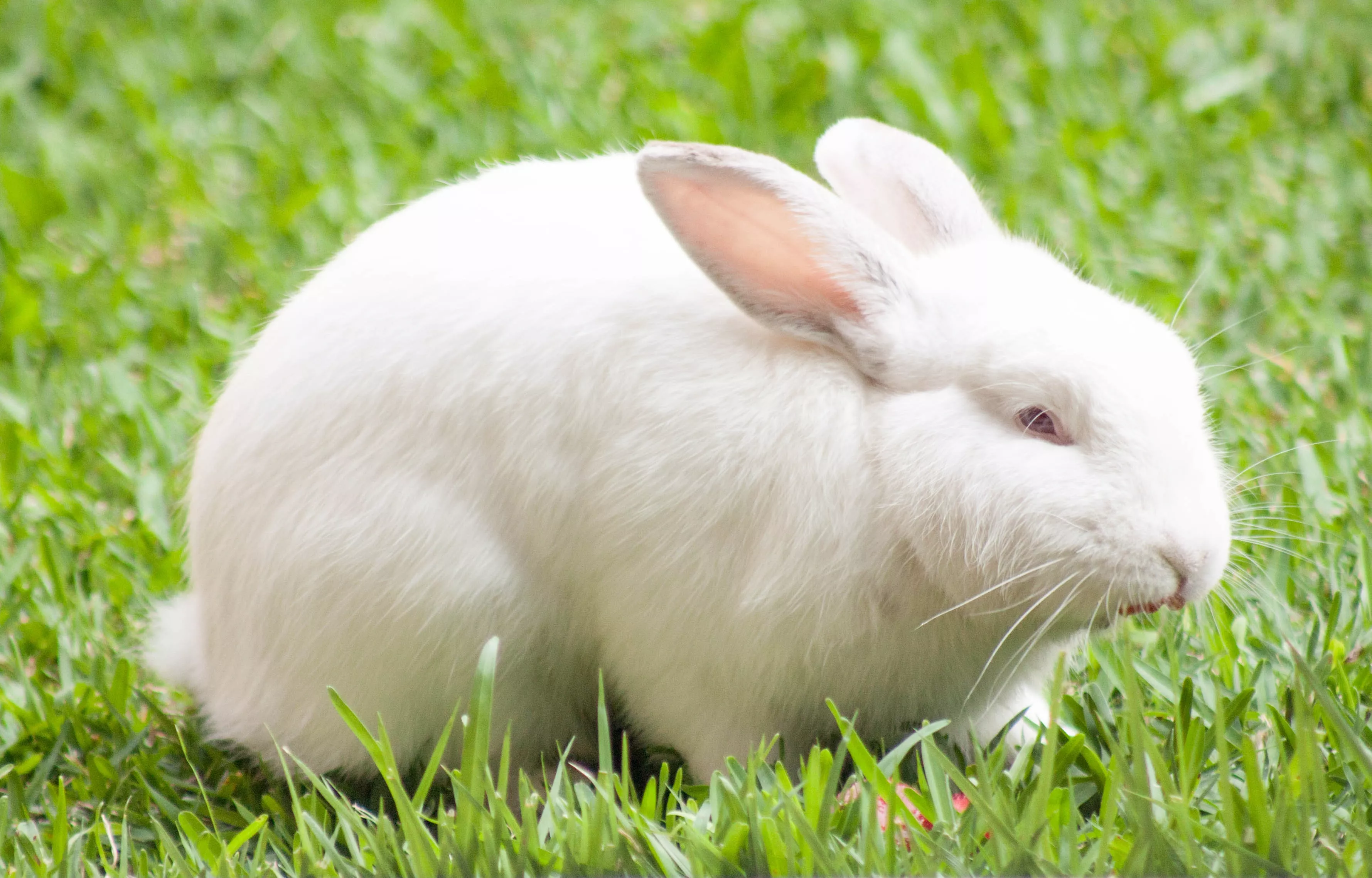 Ruby-eyed white rabbit