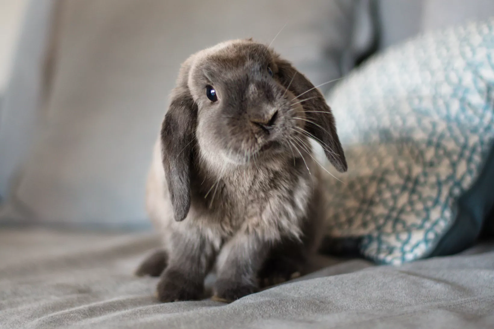 Rabbit with shaded fur