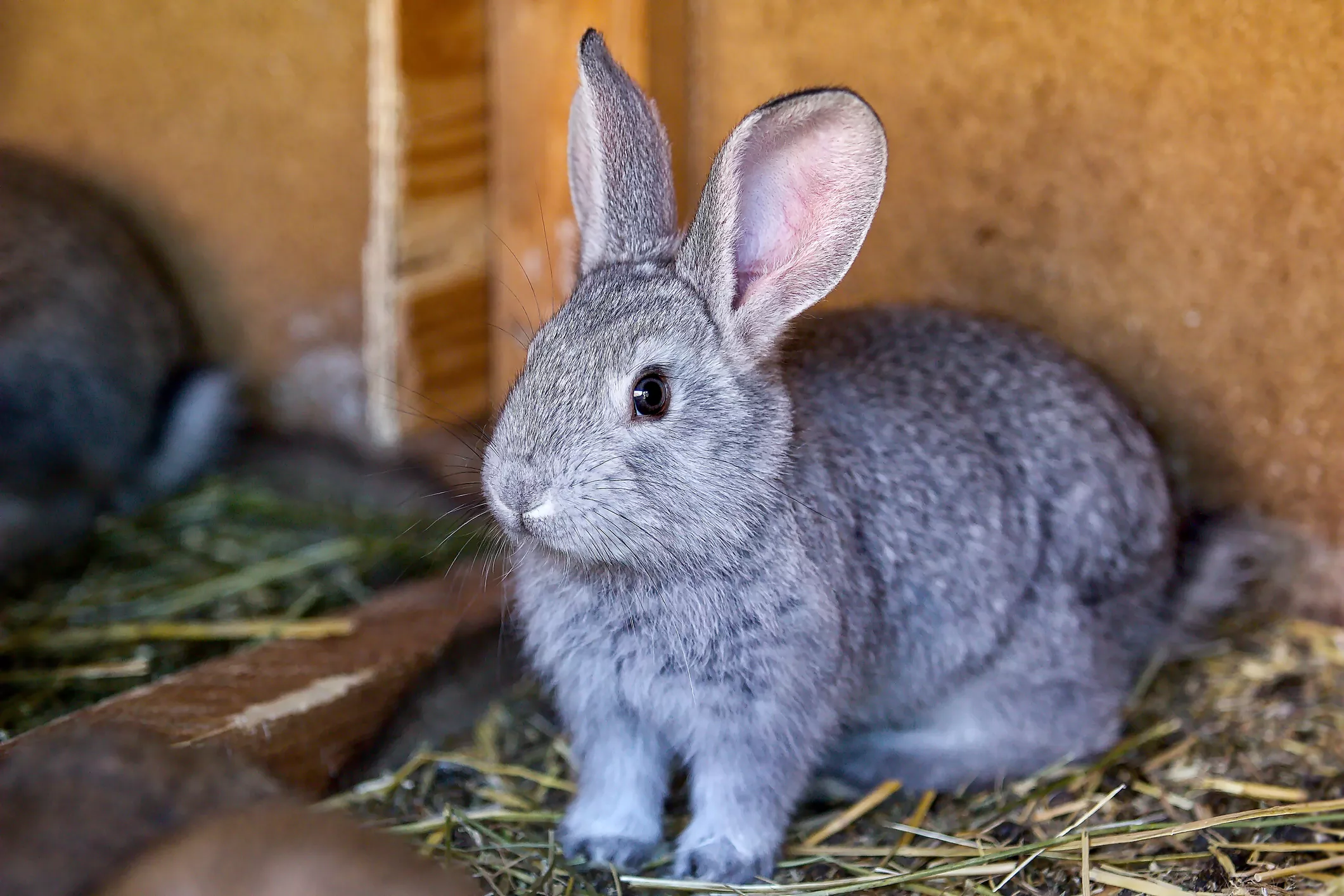 Portrait of a silver rabbit