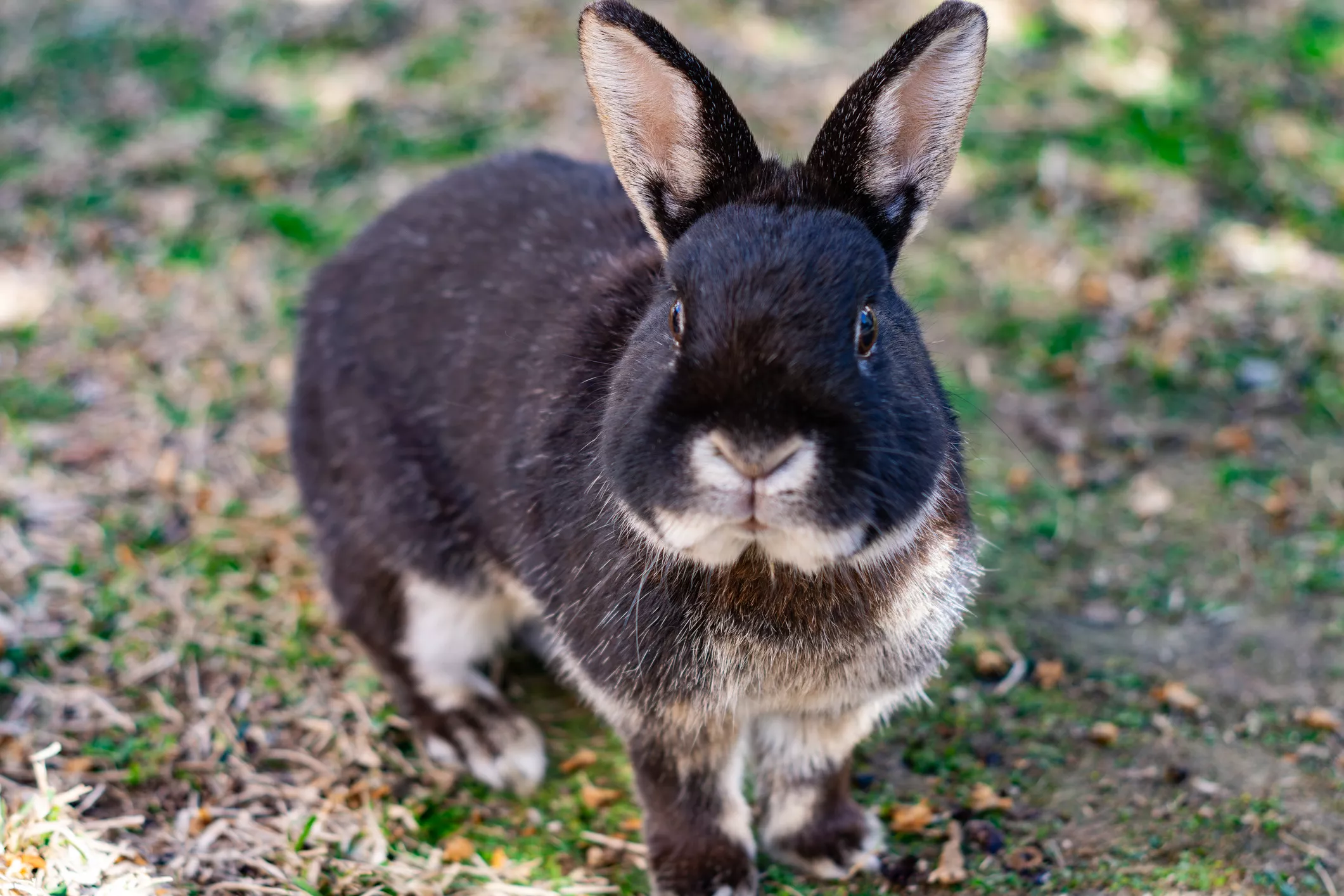 Black rabbit with tan pattern fur