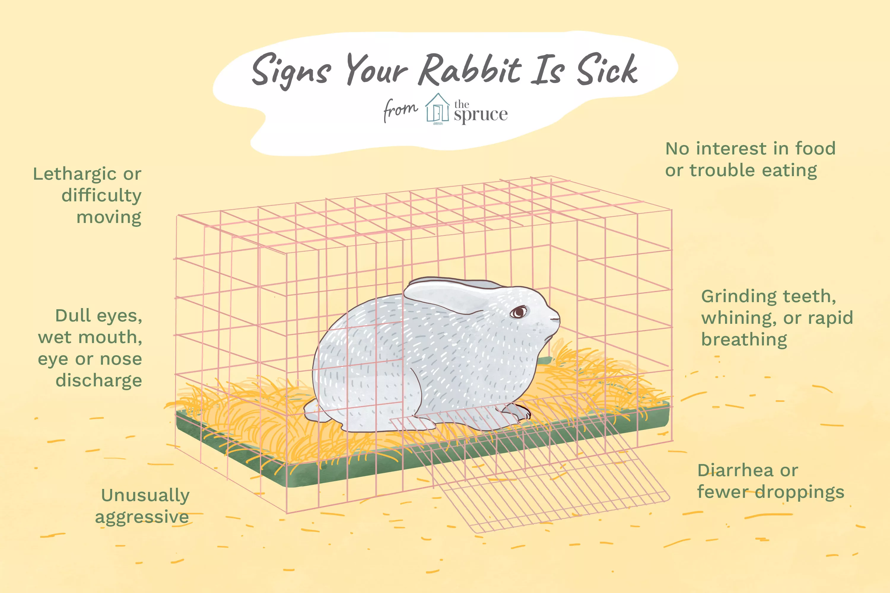 Signs Your Rabbit Is Sick