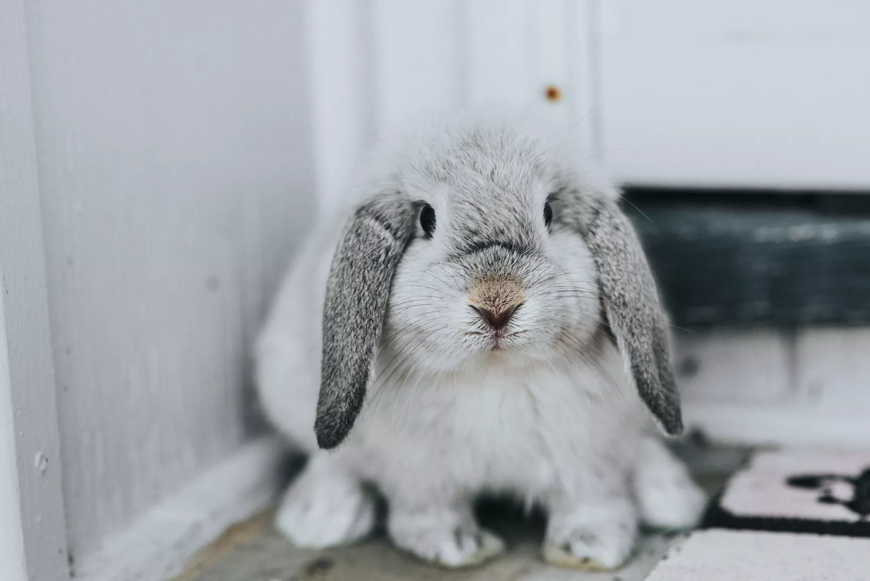 Sickness in Rabbits — care guide