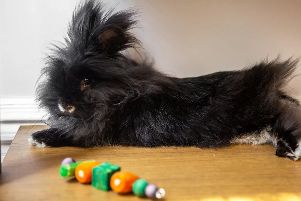 Homemade Rabbit Toy Ideas From Around the House — care guide