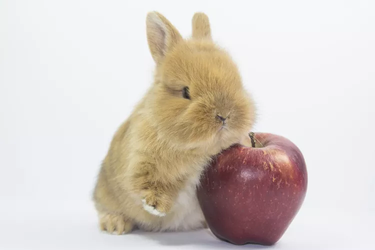 Dwarf rabbit with red apple