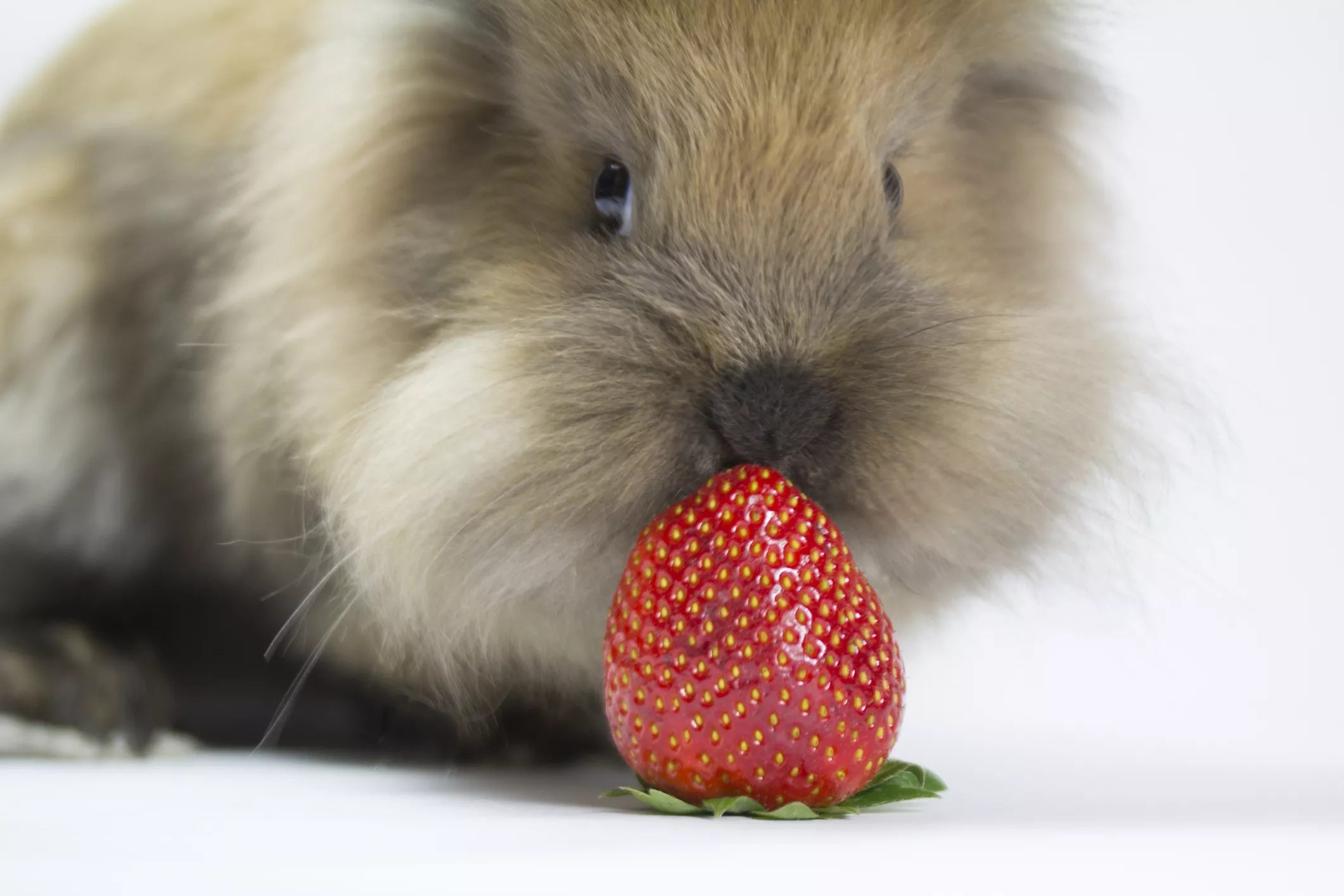 Rabbit with a strawberry.