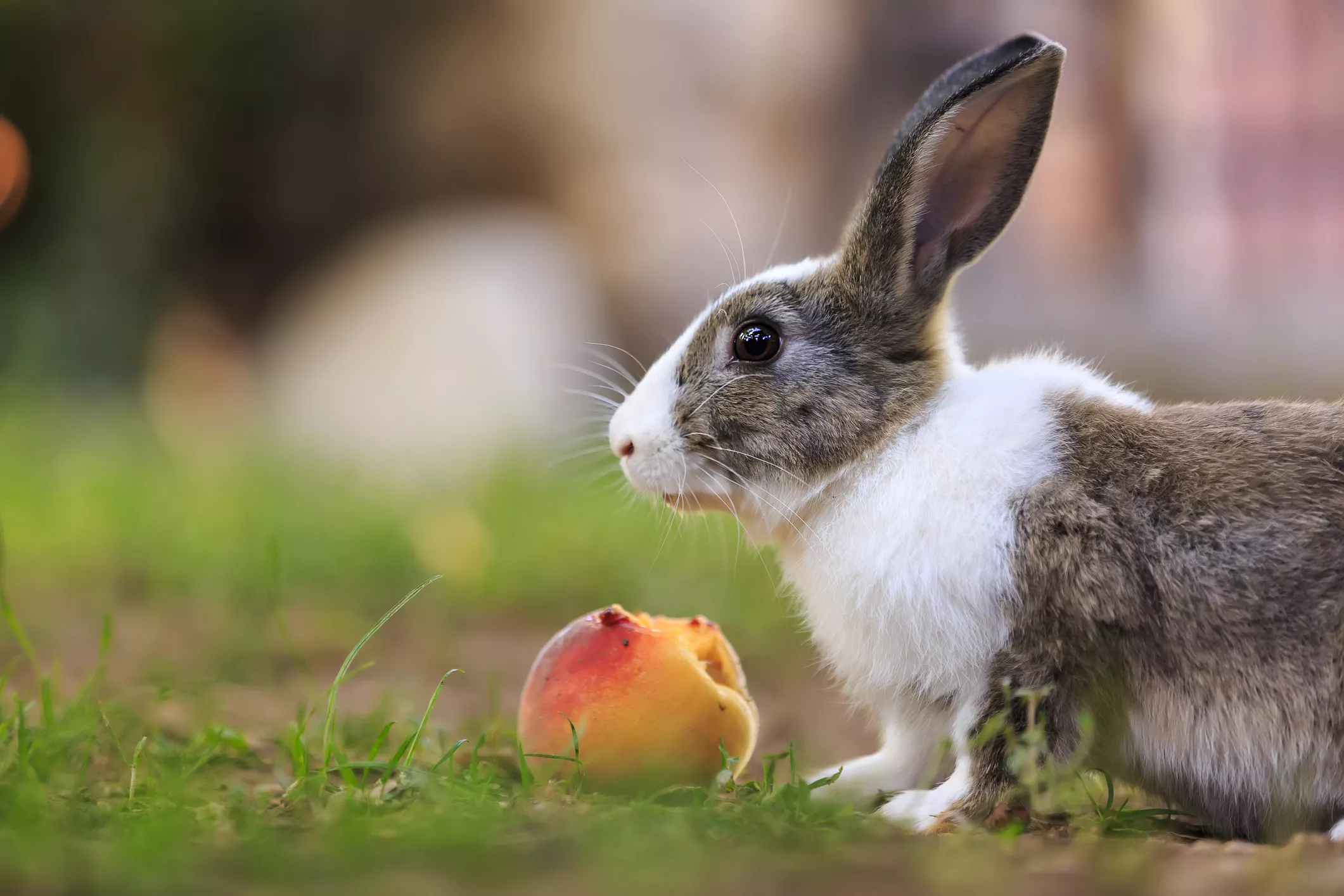 Rabbit eating a peach outside.