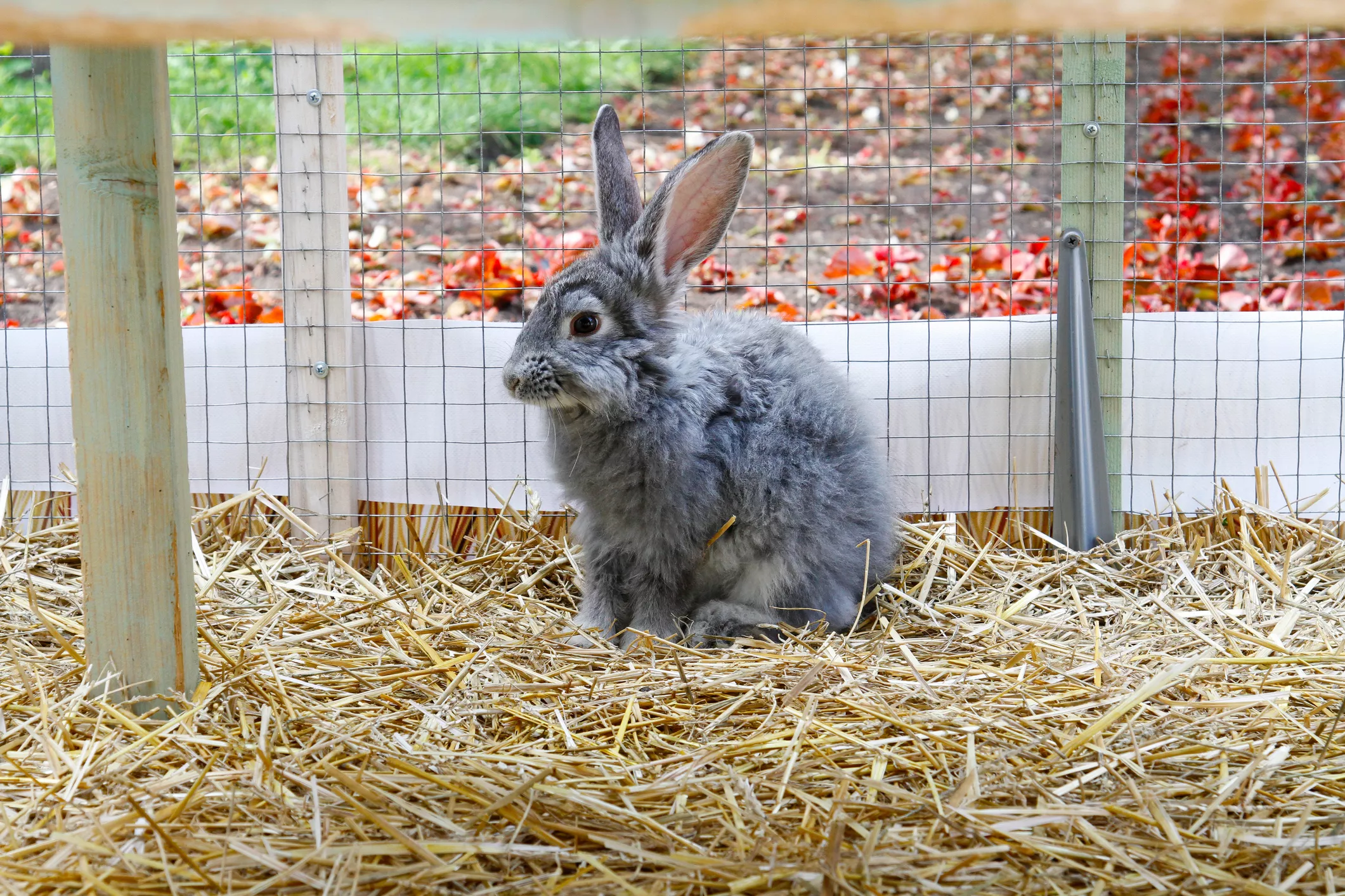 Reasons Why Rabbits Eat Their Own Poop — care guide