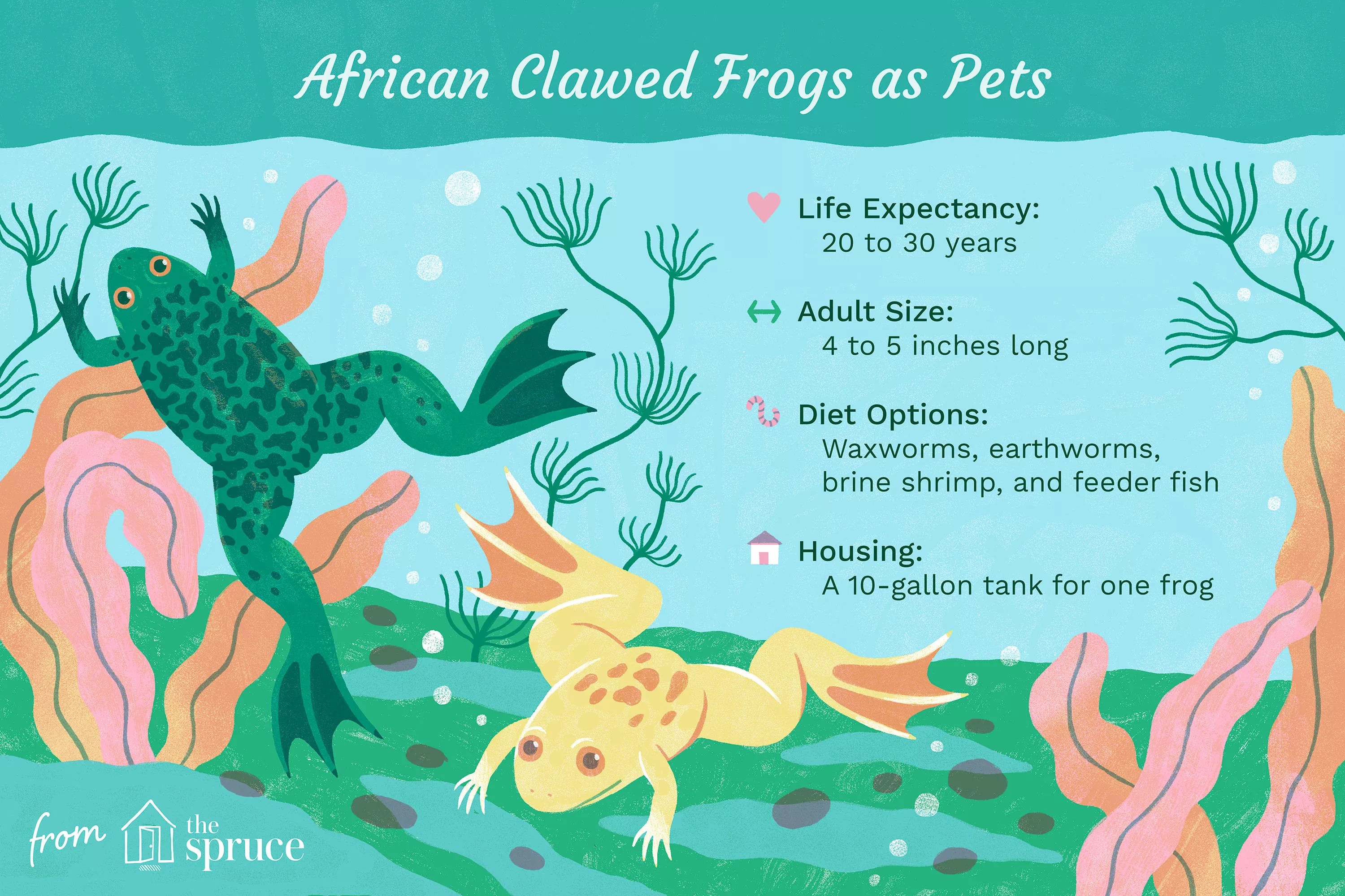 African Clawed Frogs as Pets