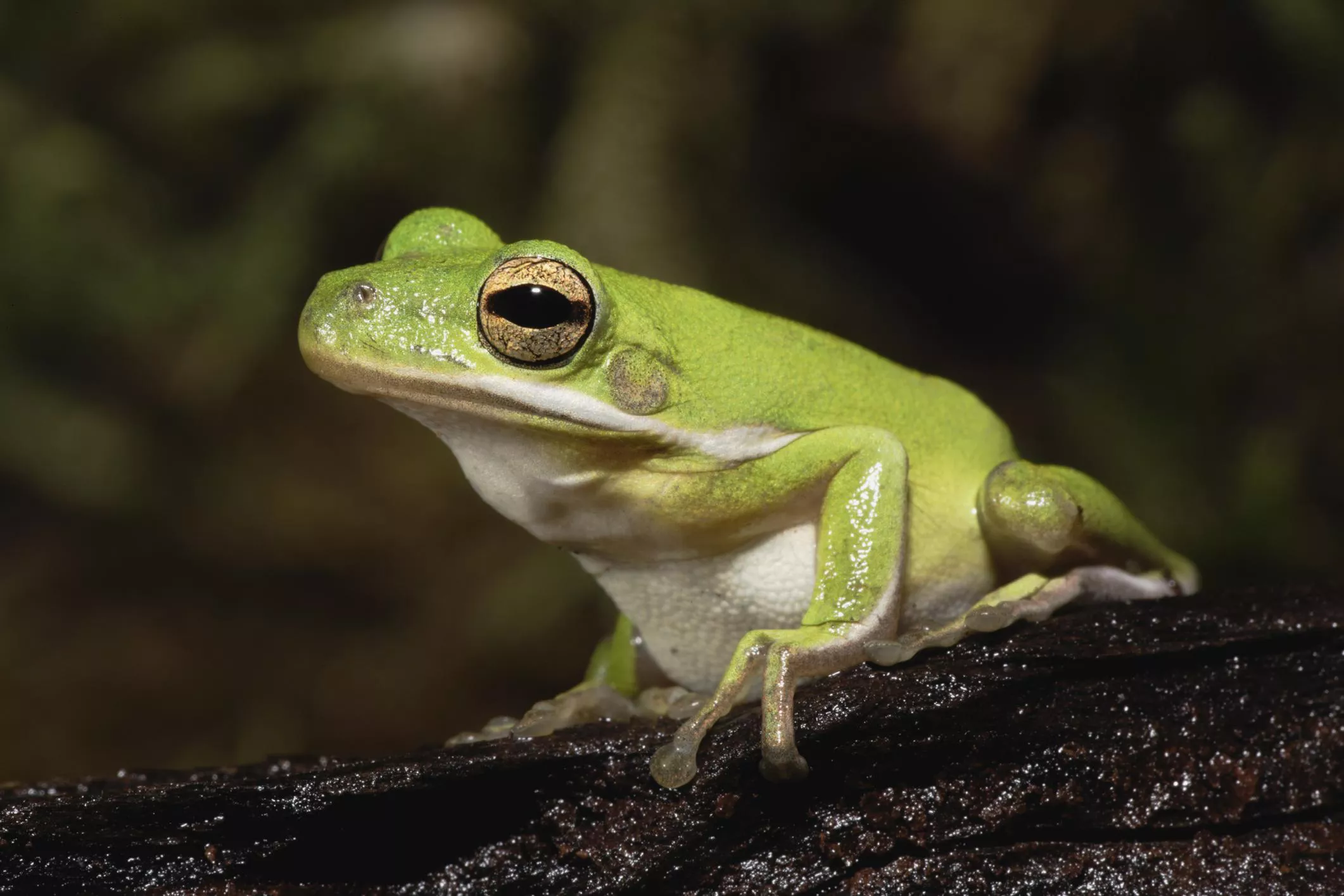 American Green Tree Frogs: Care and Maintenance Guide for Pet Owners — care guide
