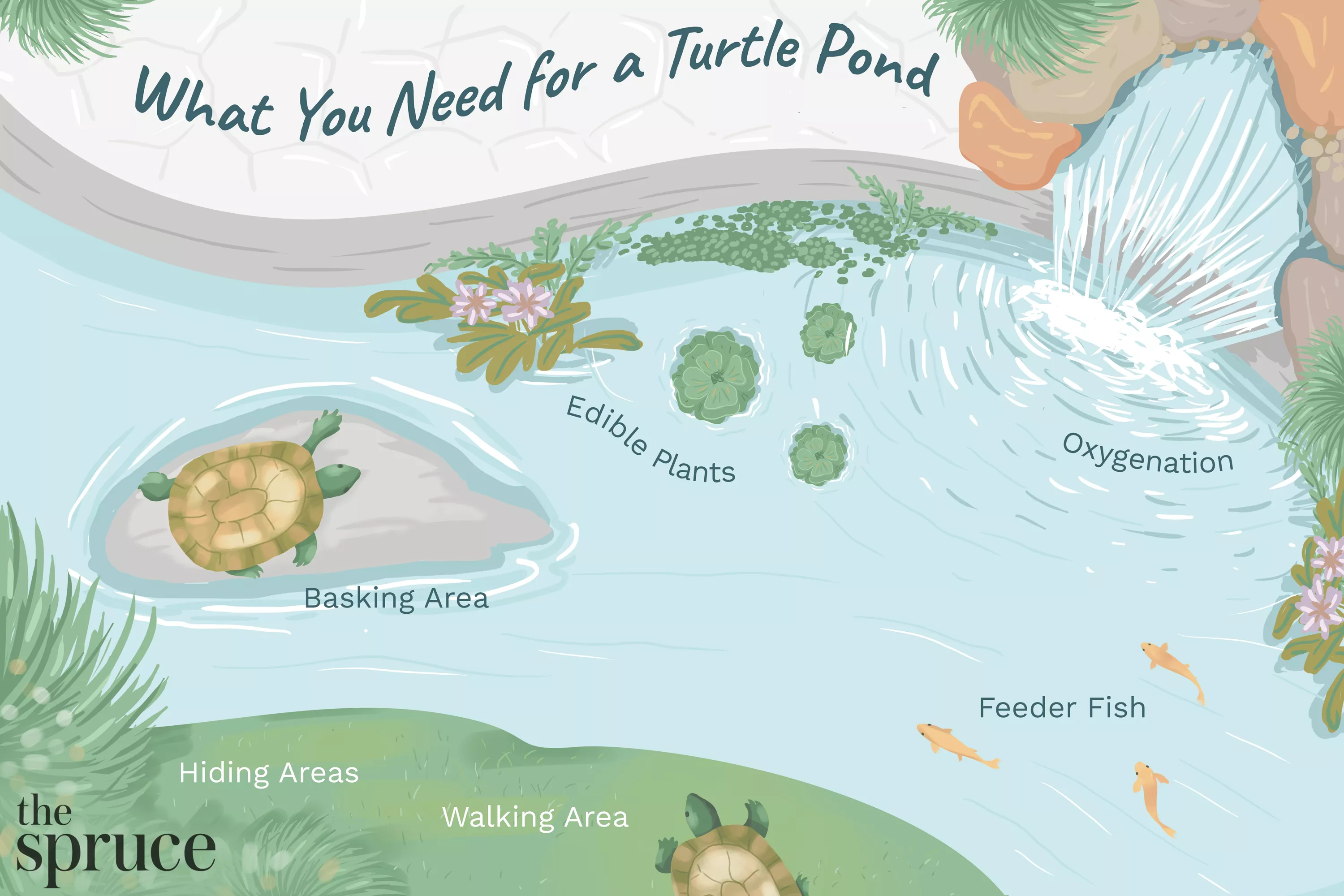 Pet Aquatic Turtles and Outdoor Ponds — care guide