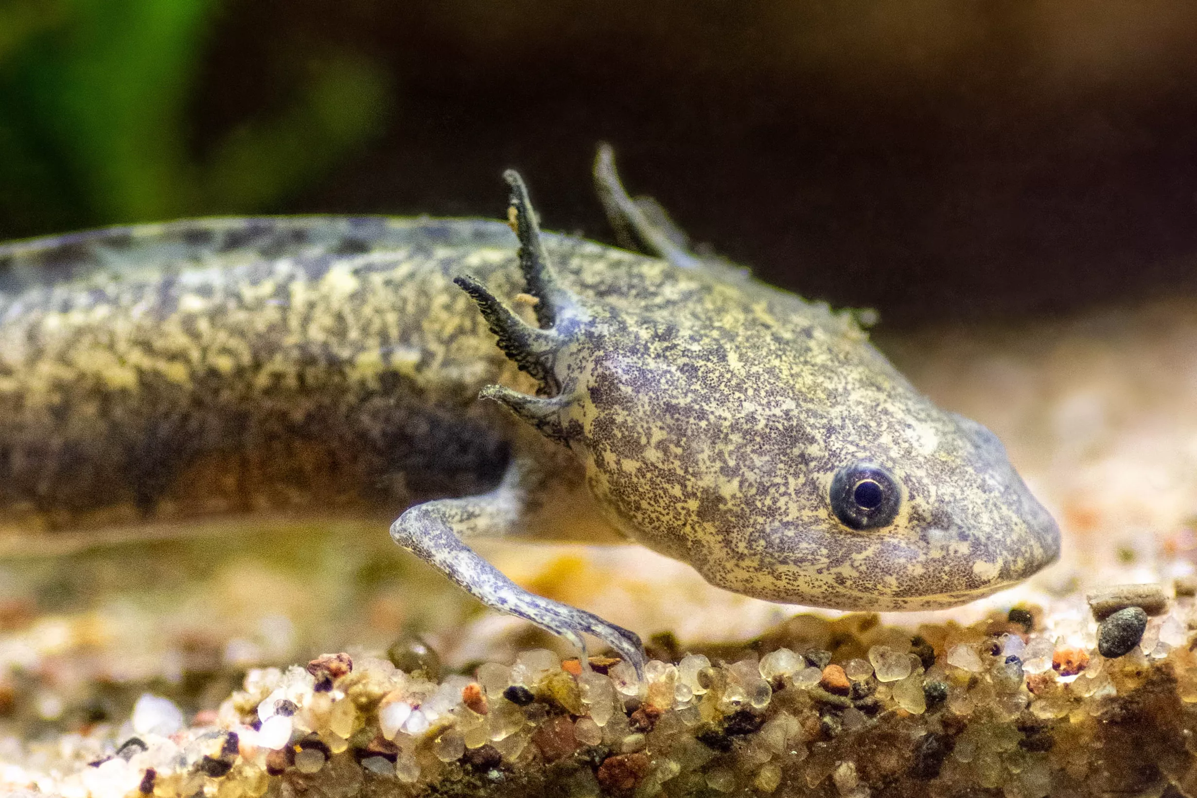 closeup of an axolotl