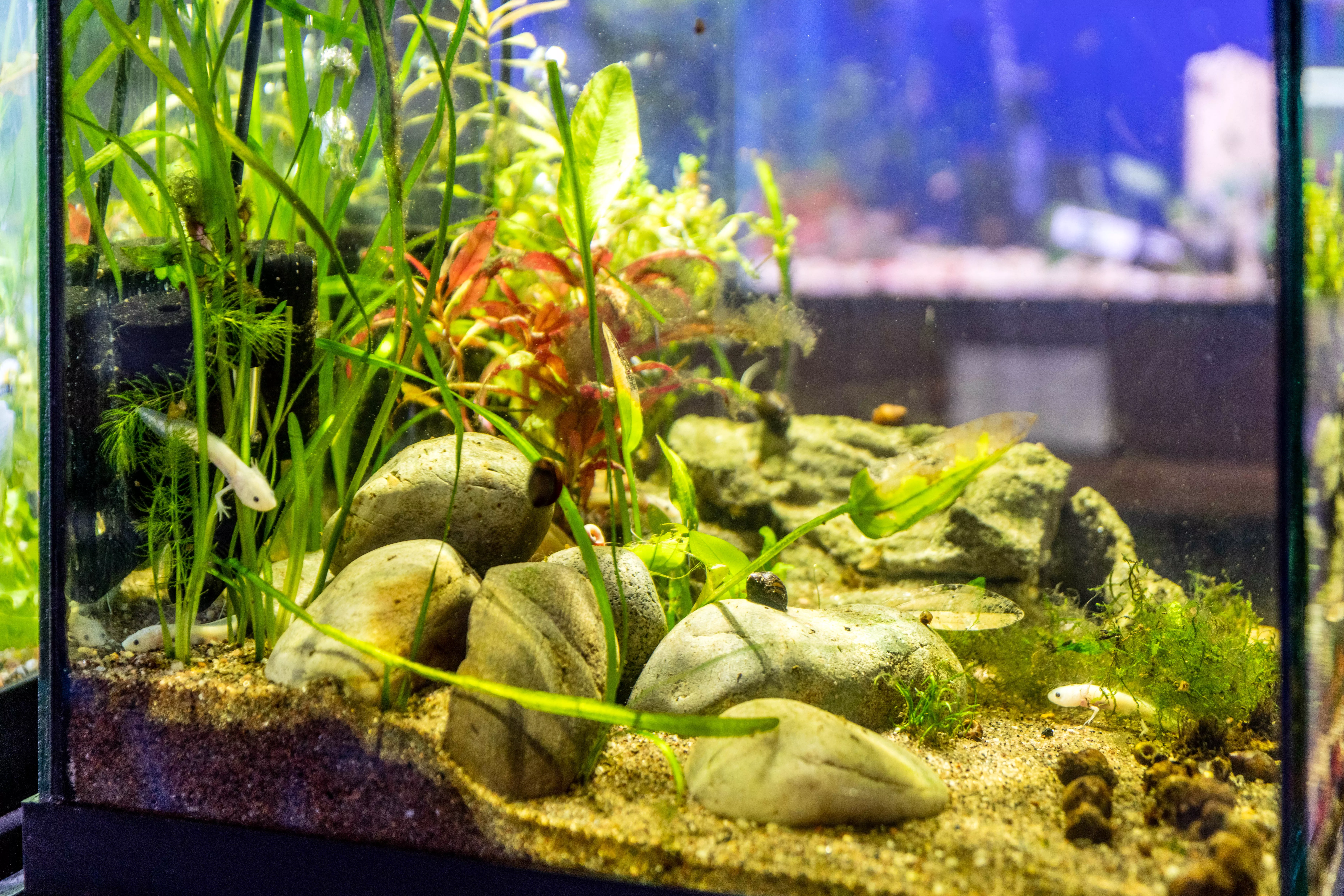 Small white axolotl pet swimming in tank with large rocks and tall vegetation