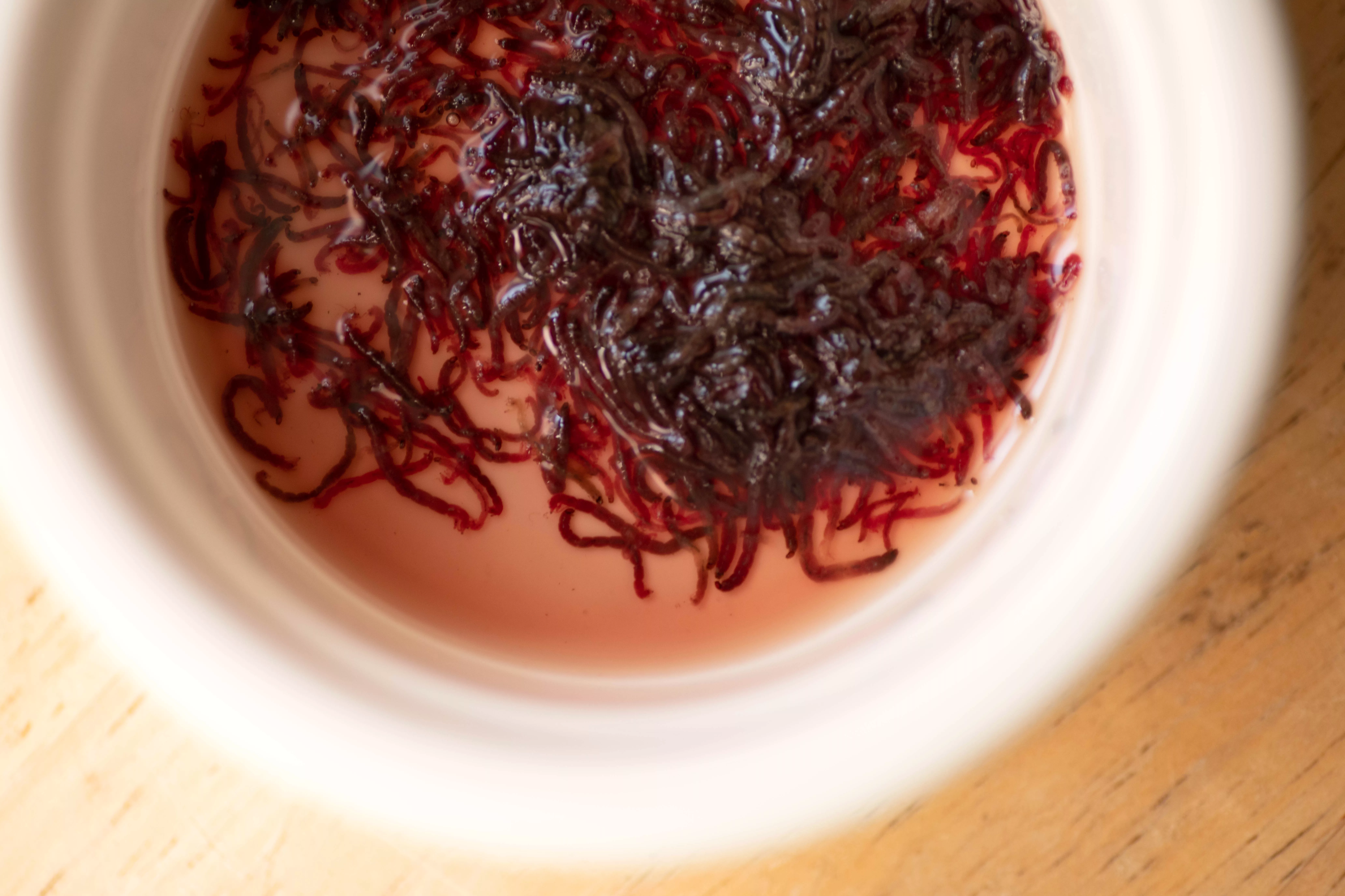 White container with small red worms for feeding axolotl