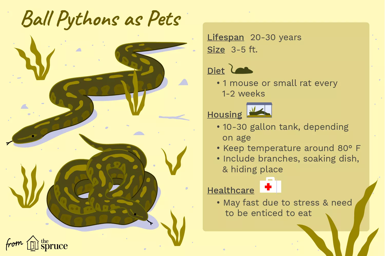 ball pythons as pets